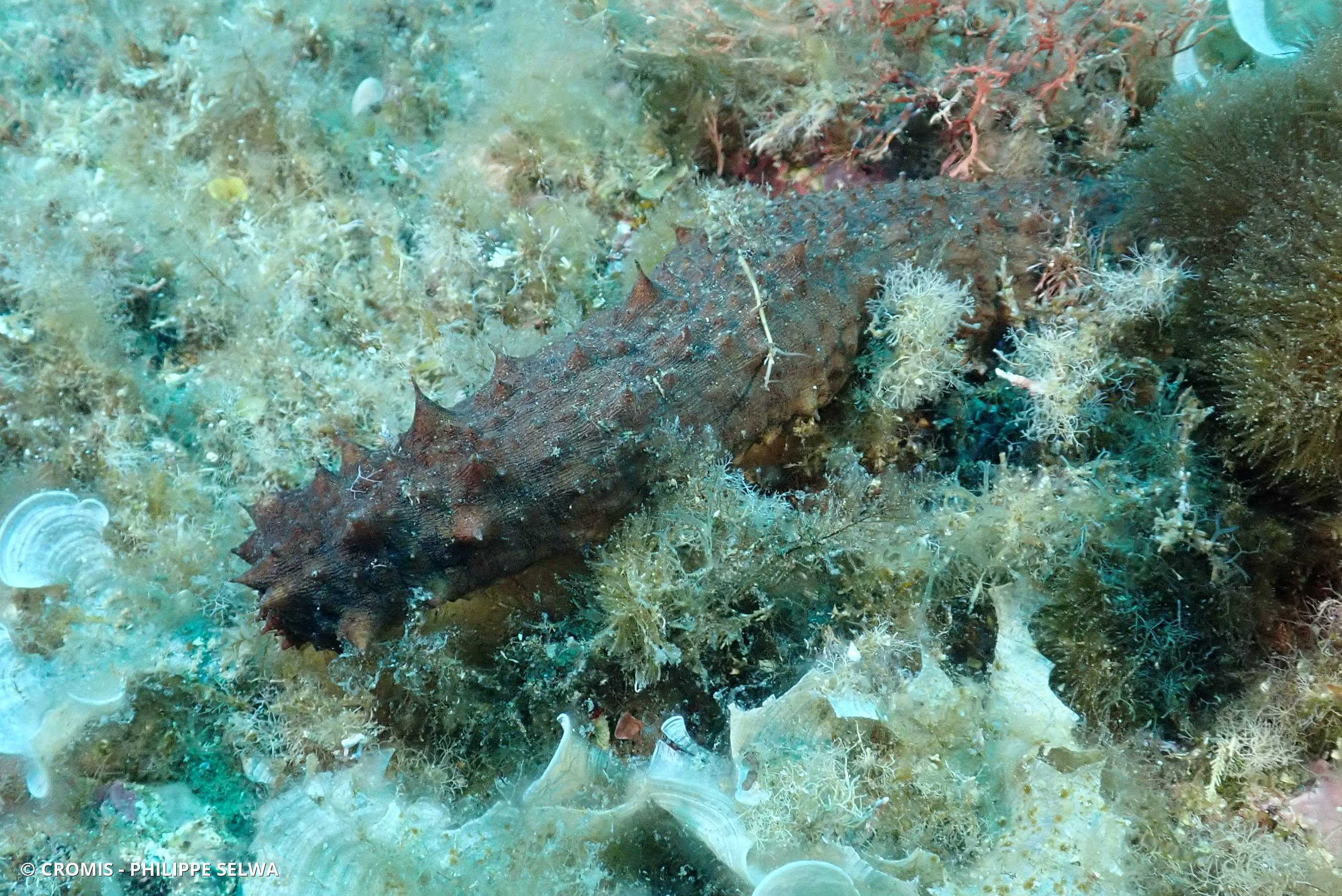Holothurie mamelonnée