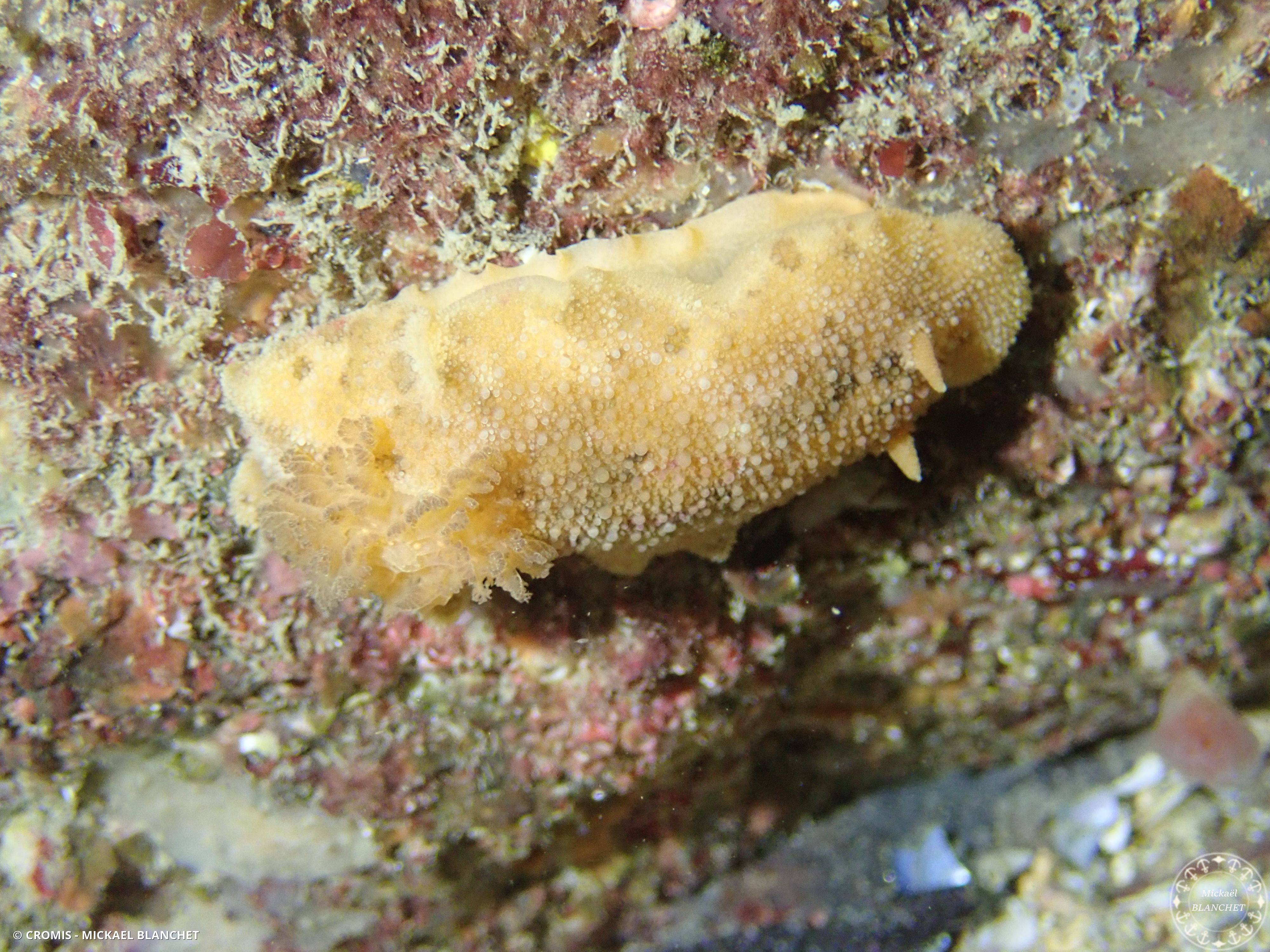Citron de mer