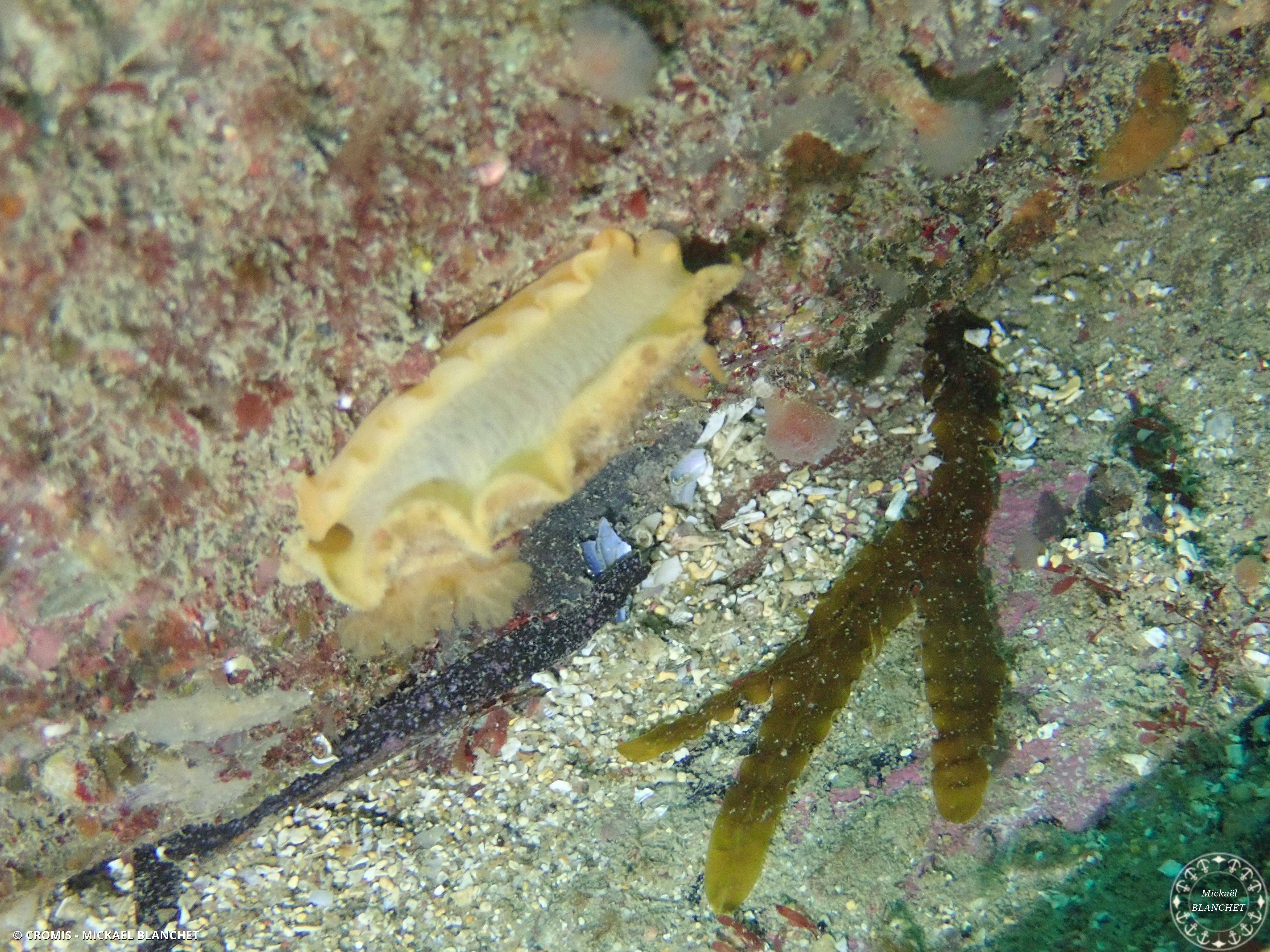 Citron de mer