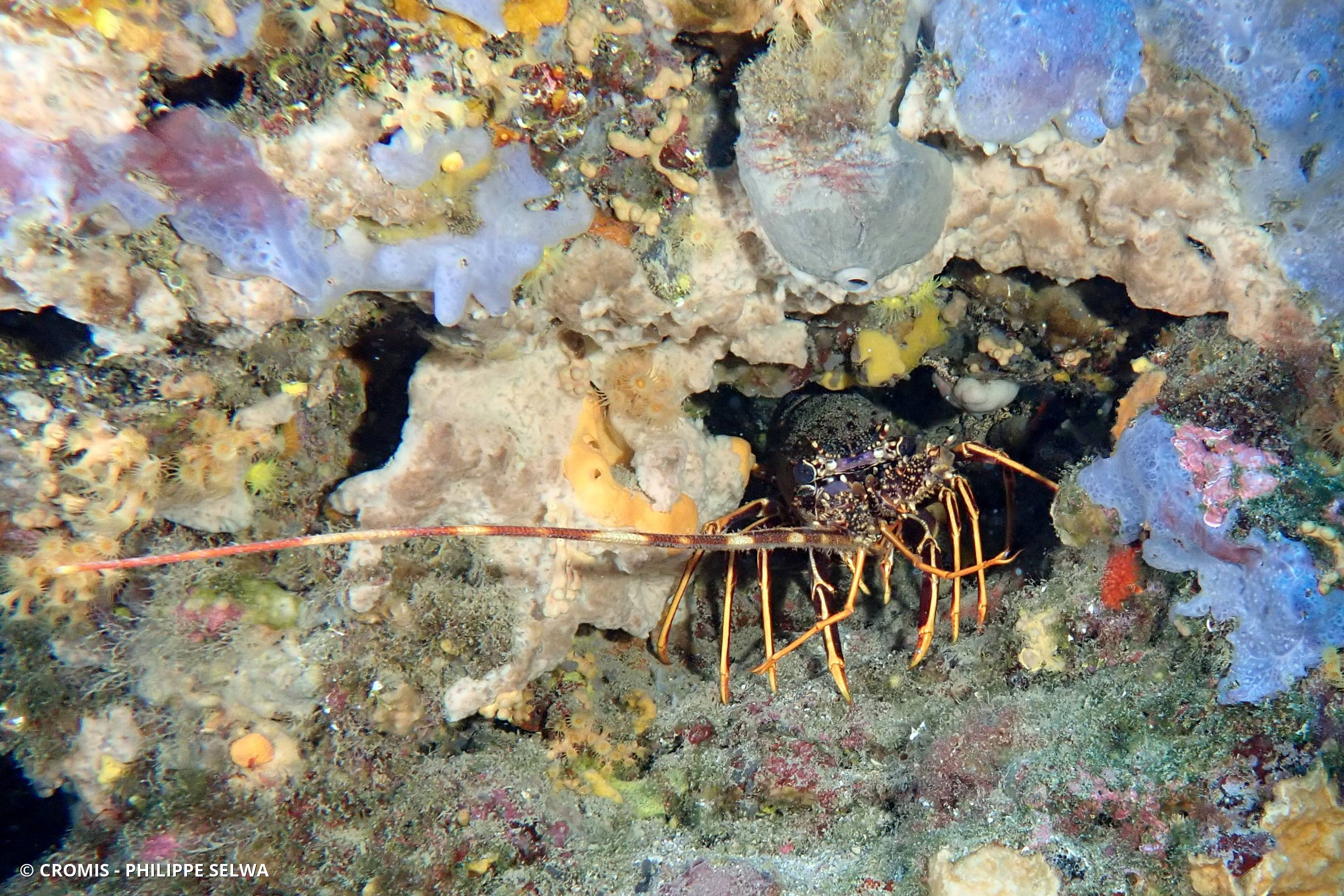 Langouste rouge