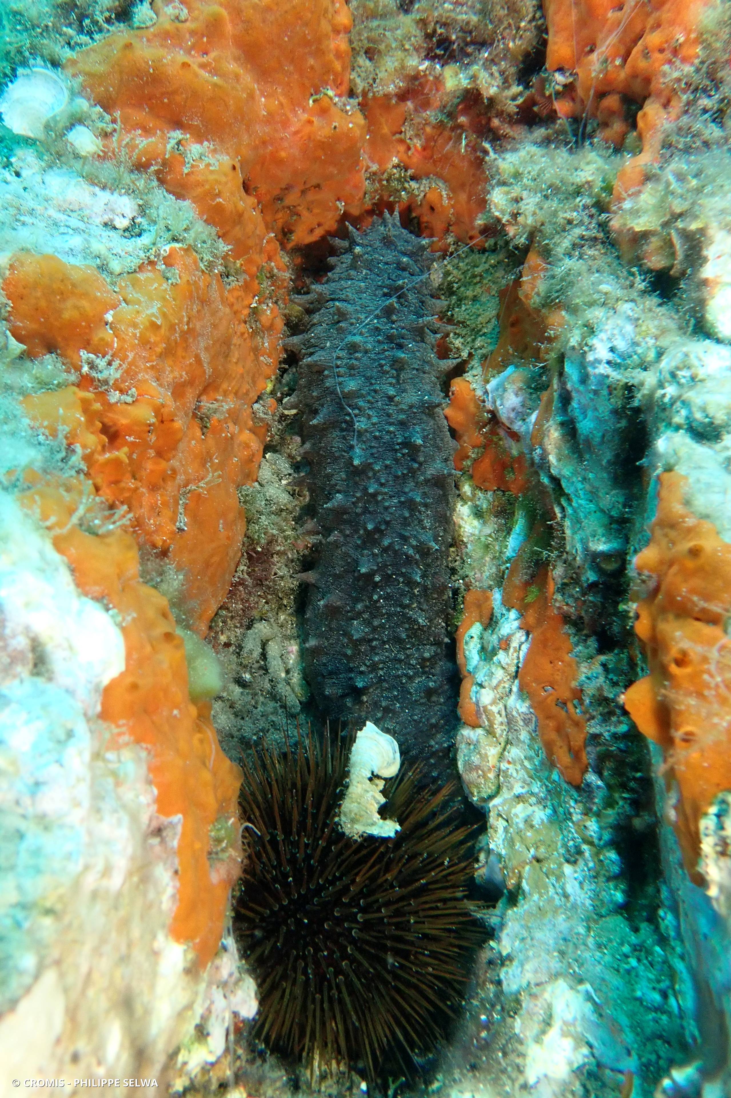 Holothurie mamelonnée