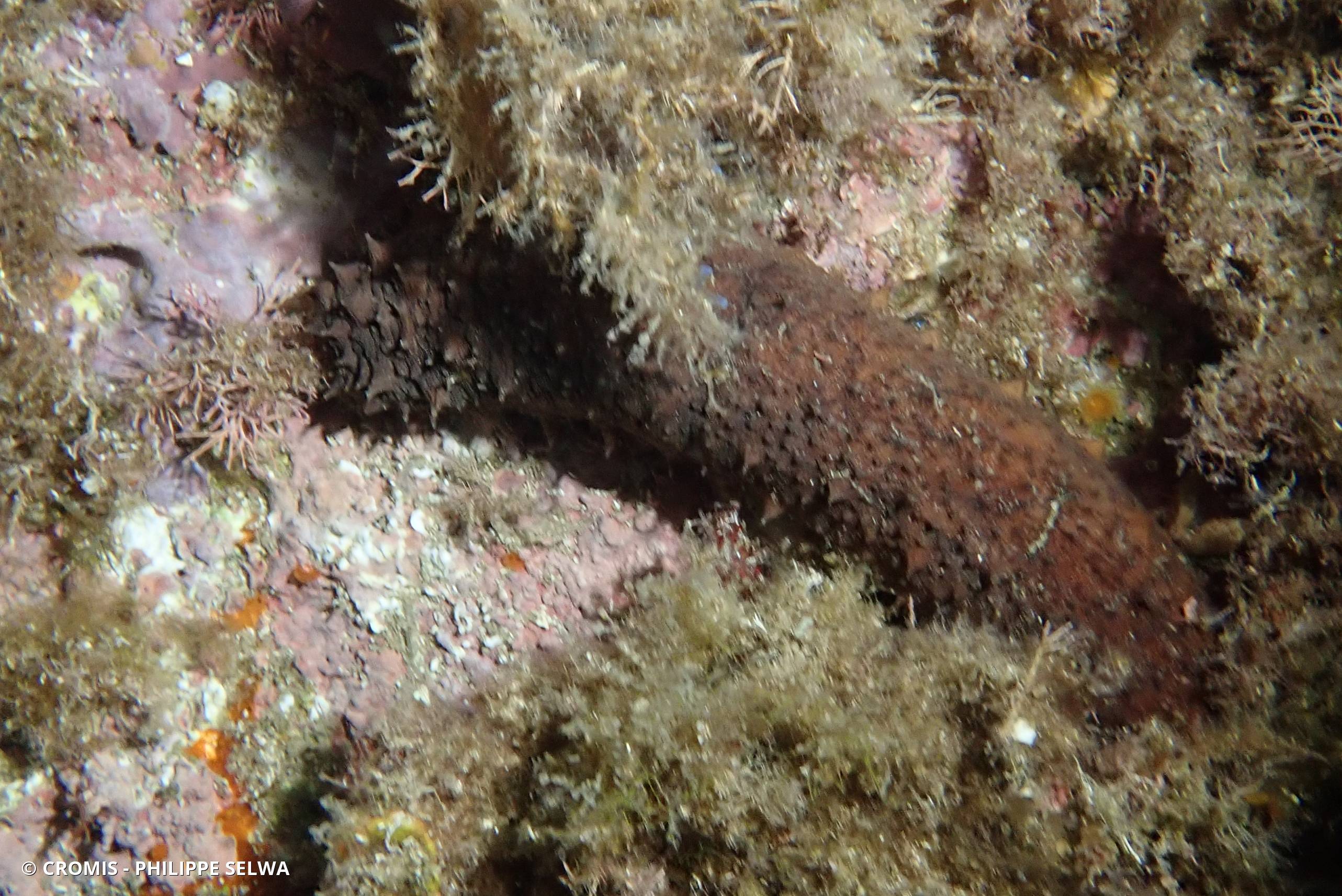 Holothurie mamelonnée