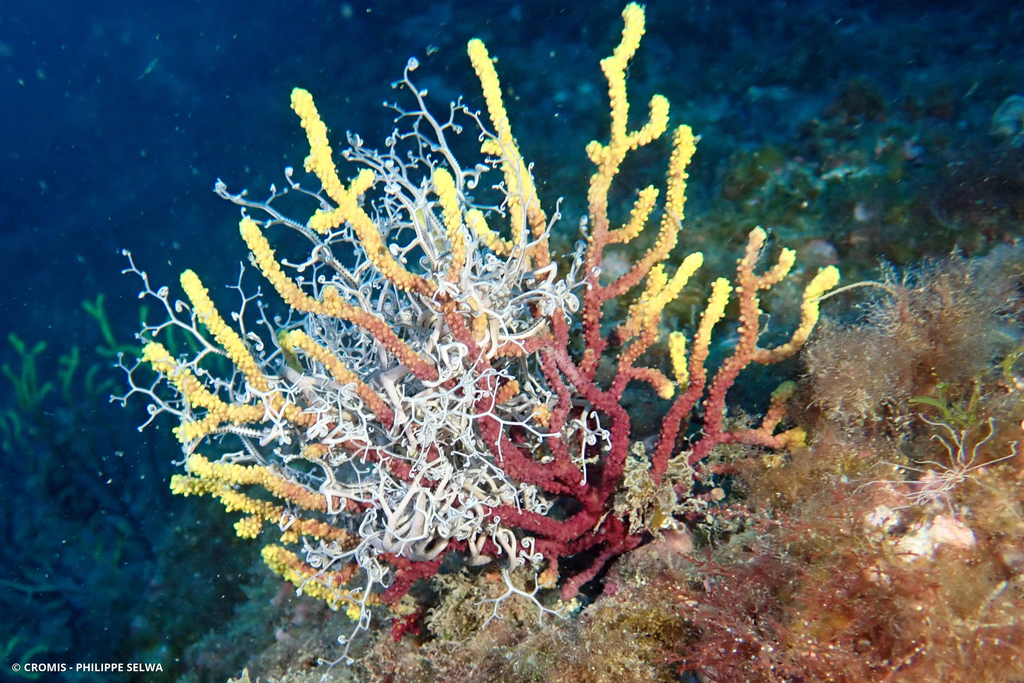 Gorgonocéphale