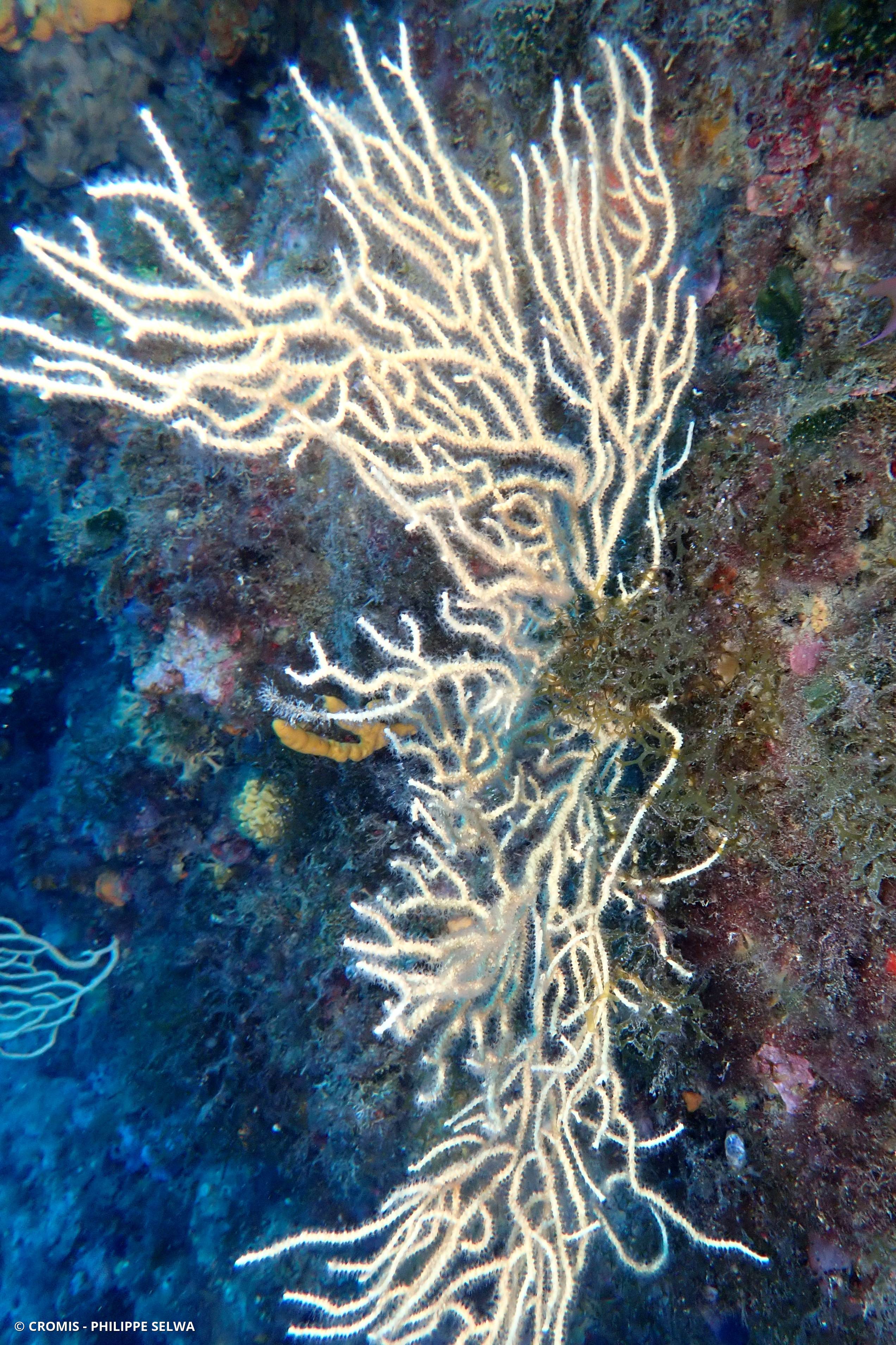 Gorgone jaune