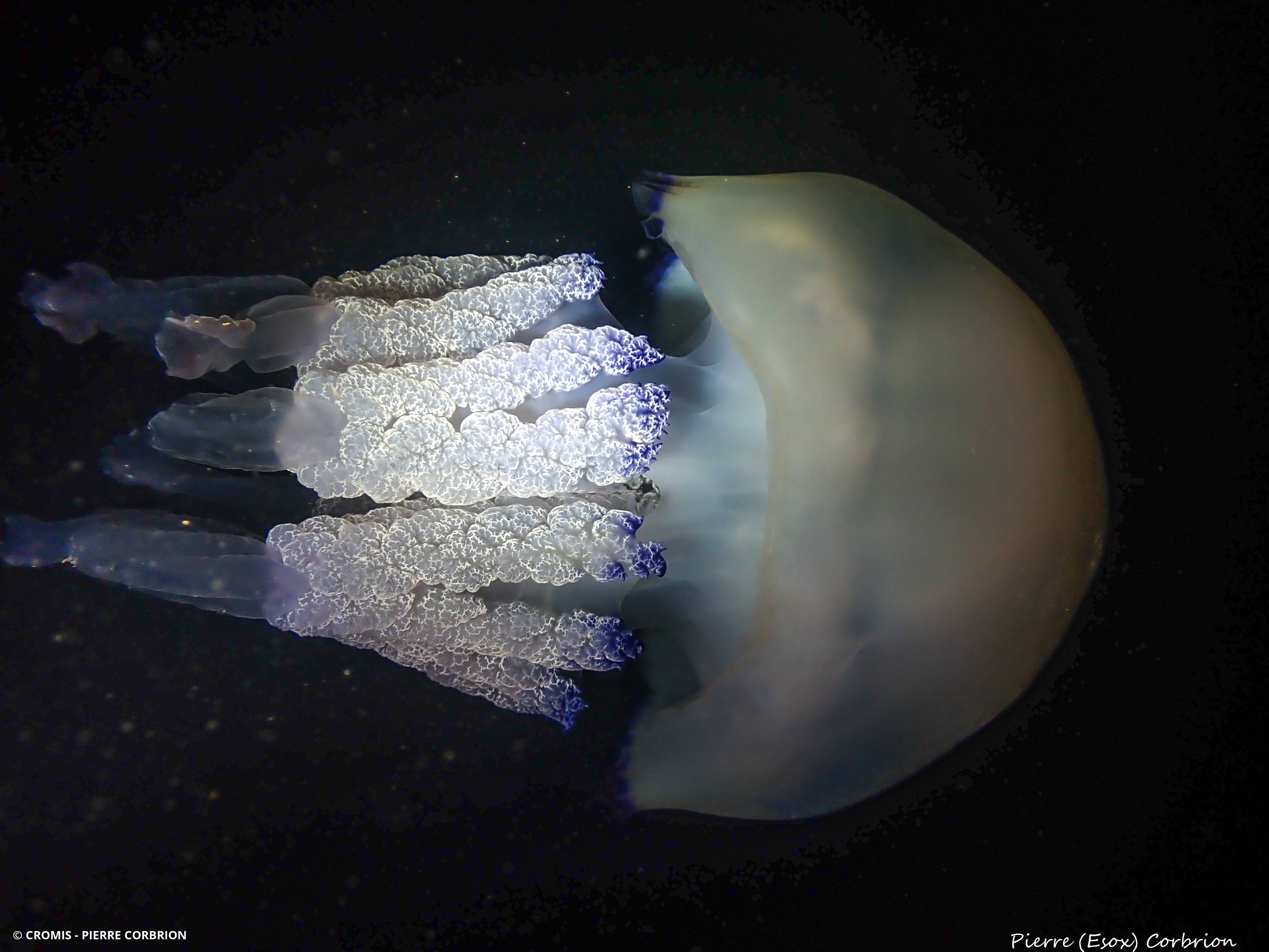 Rhizostome