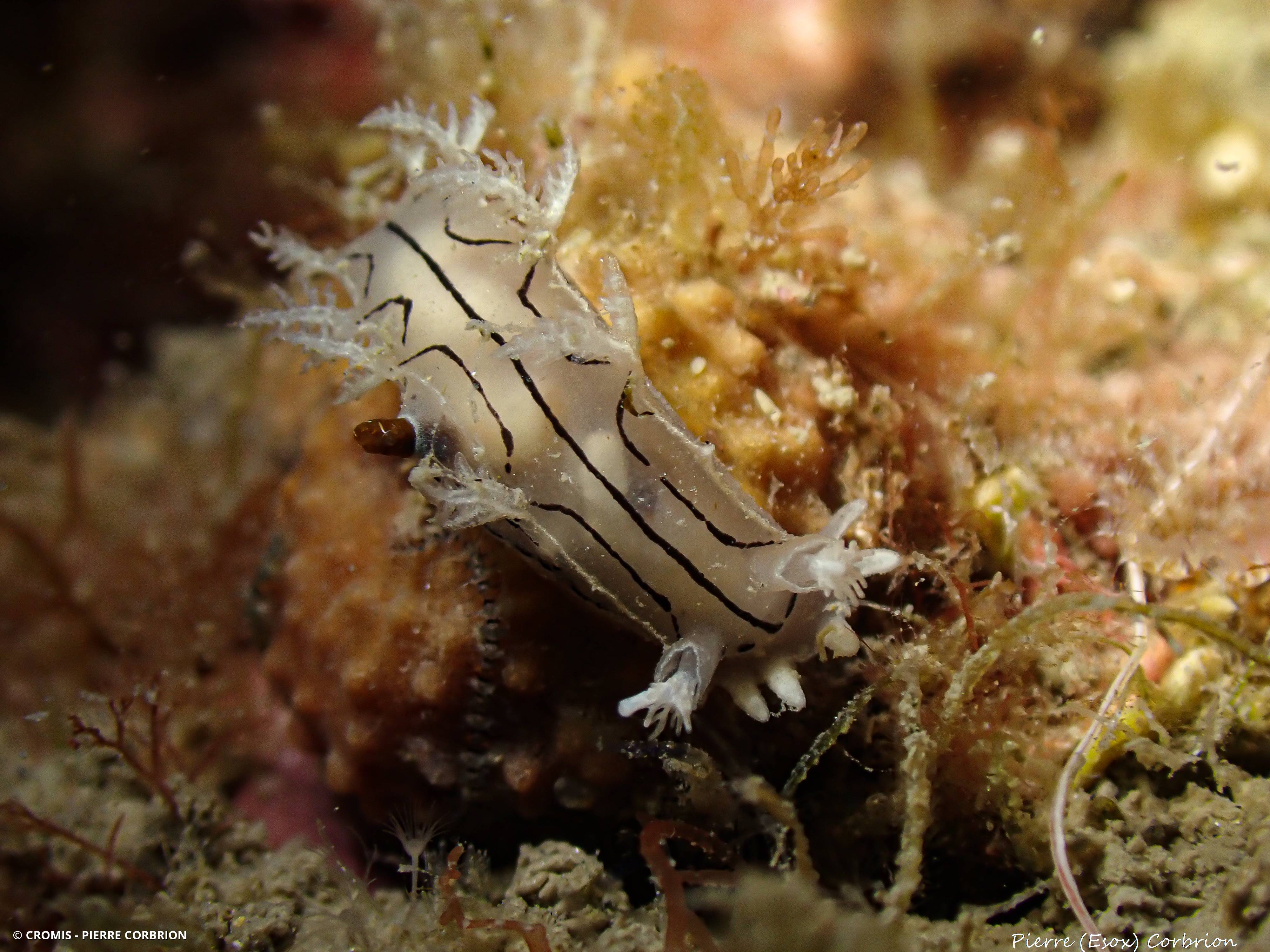 Tritonie striée