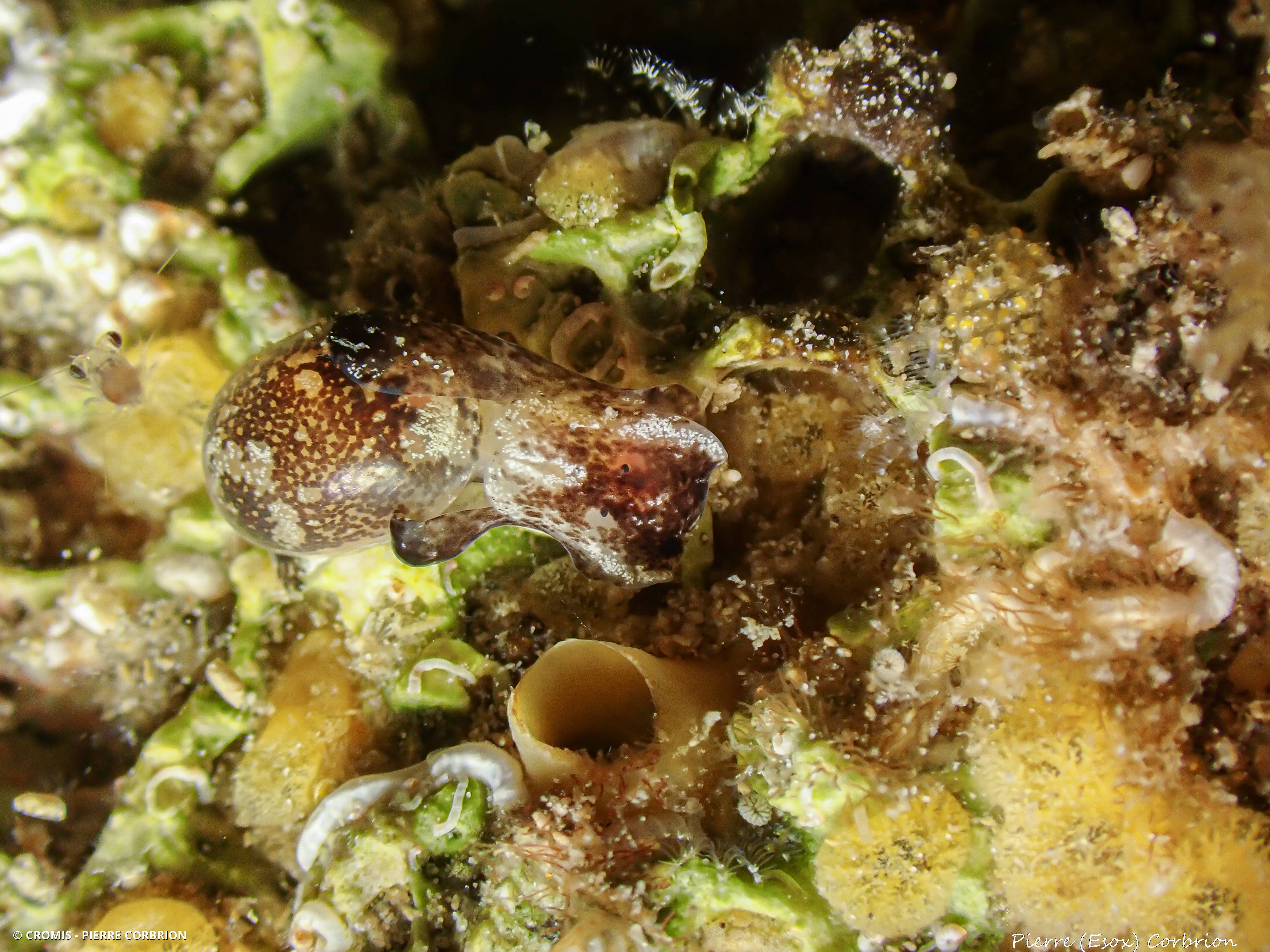 Haminoé hydatis