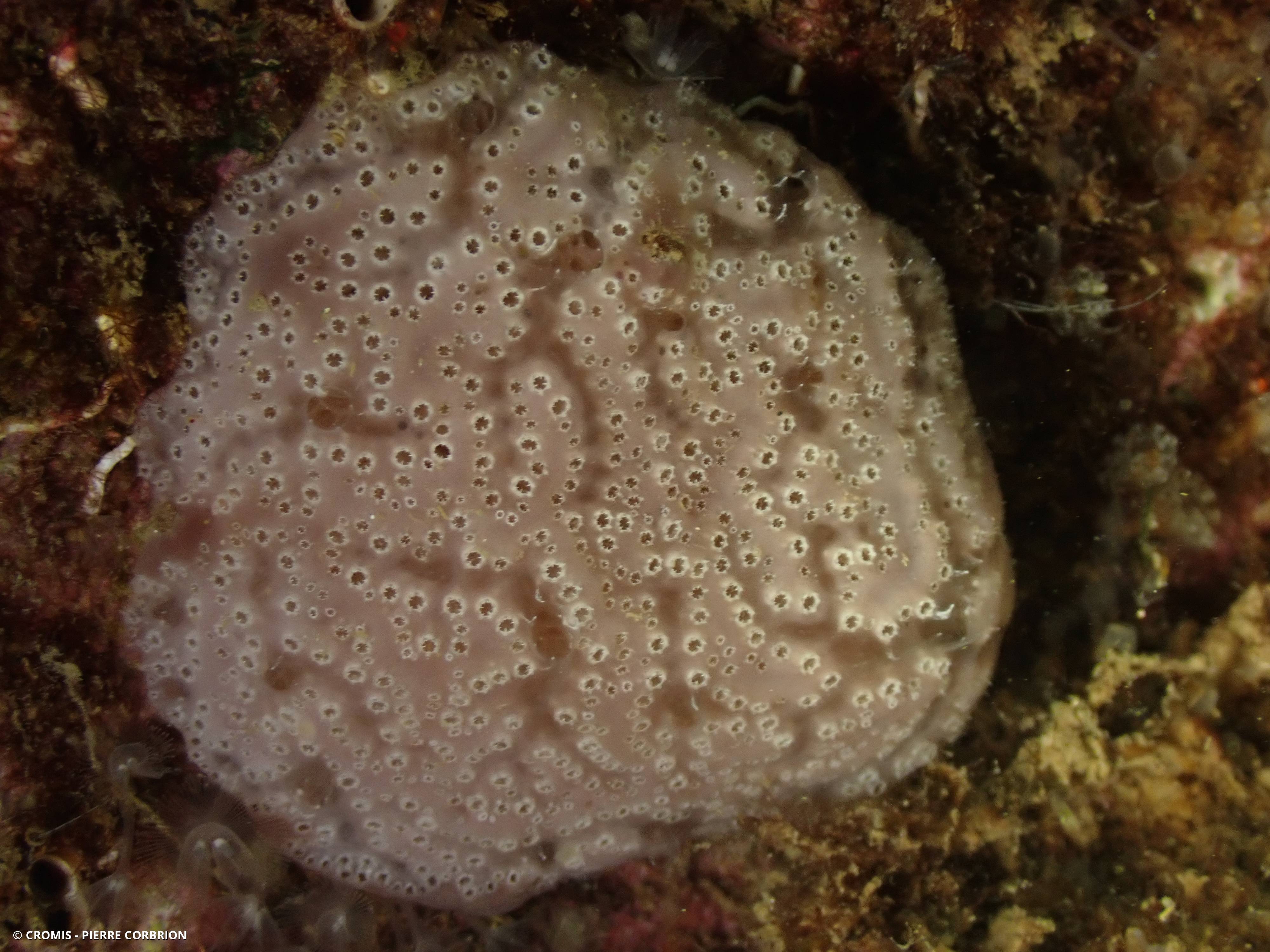 Aplidium de Nordmann (forme méditerranéenne)