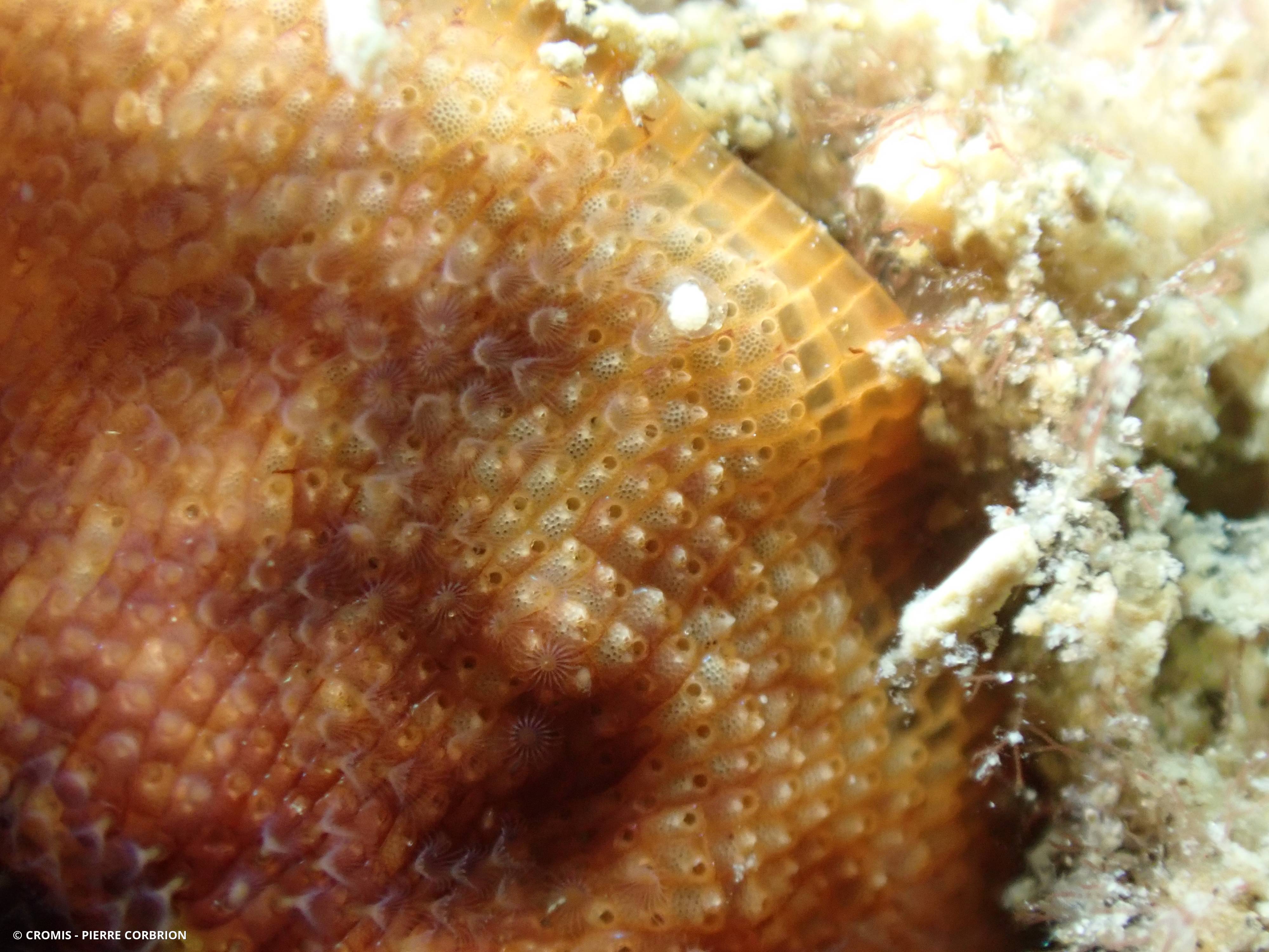 Schizoporella brun