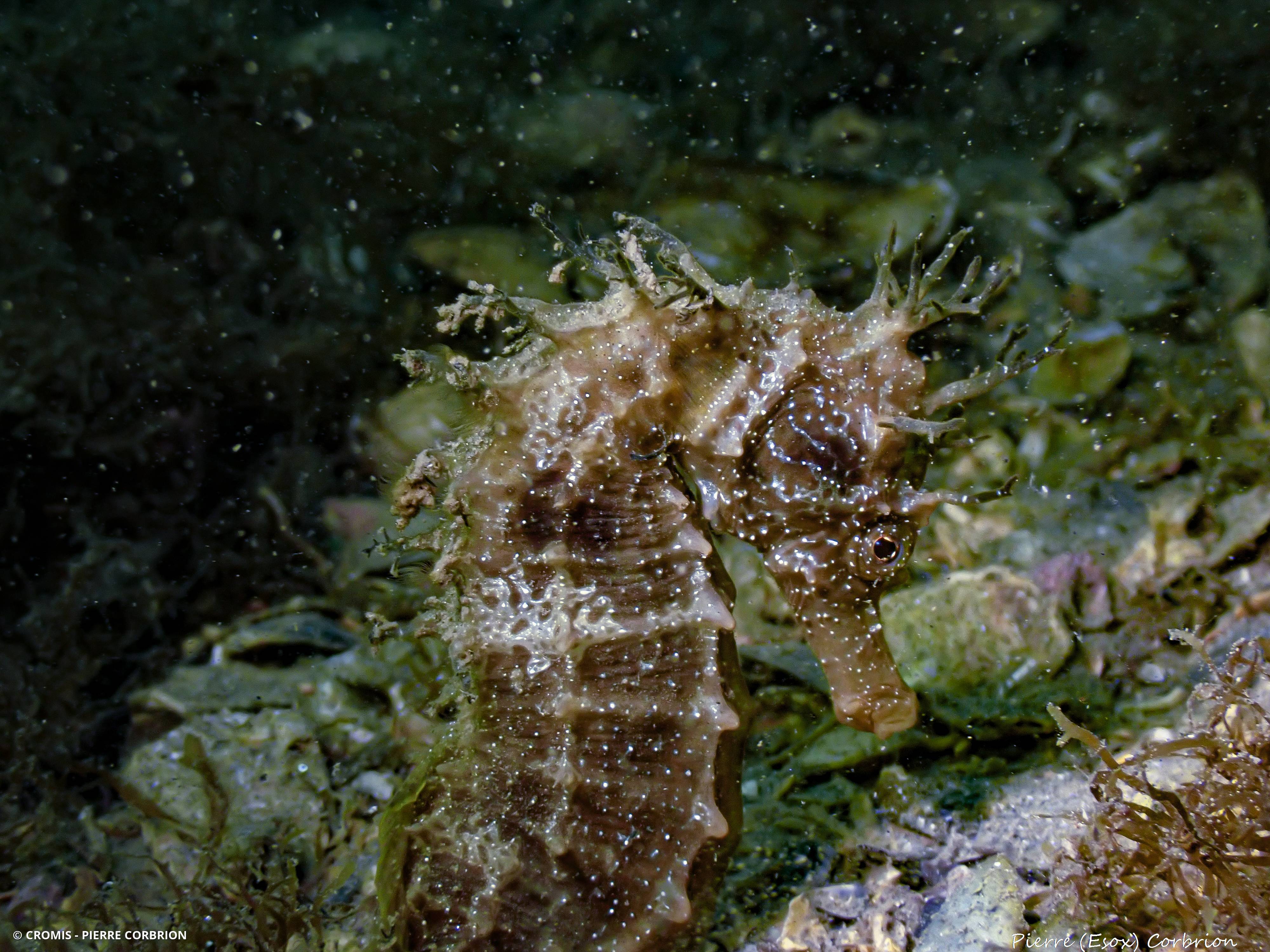 Hippocampe moucheté