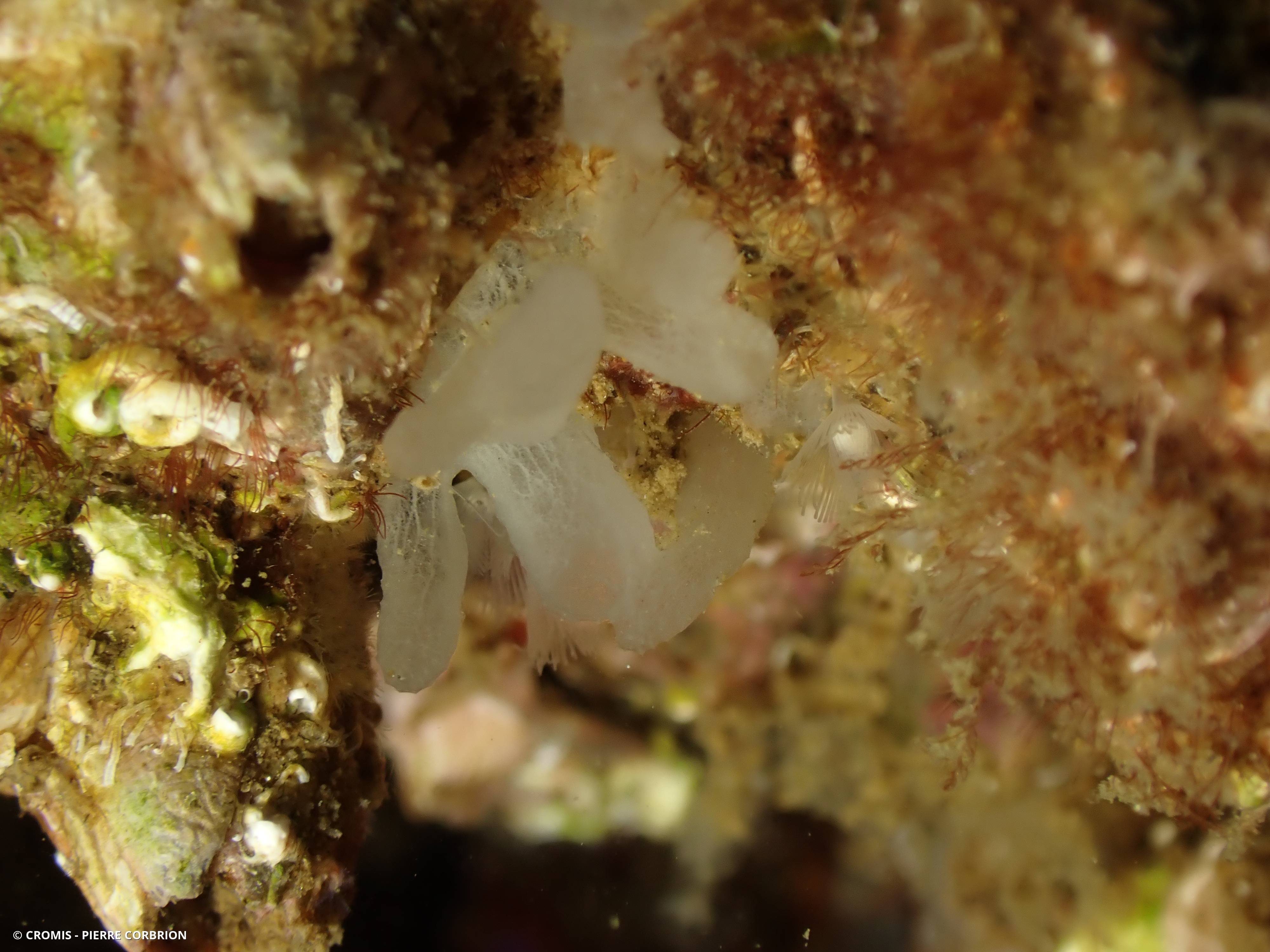 Eponge fistule blanc-fauve