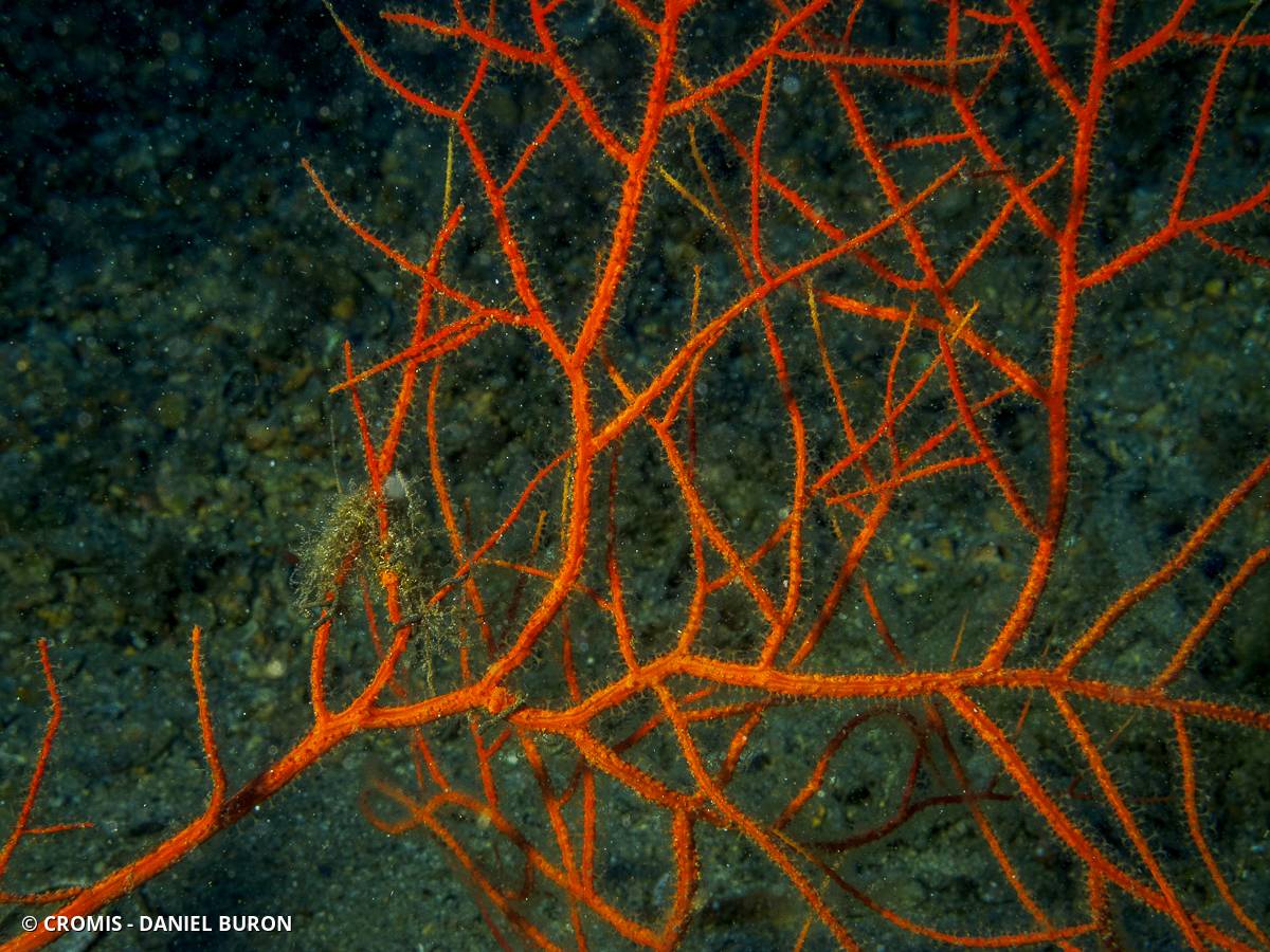 Gorgone orange