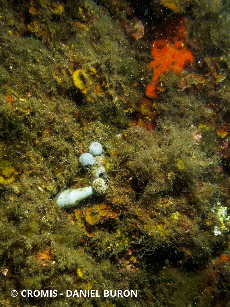 Plomb de pêche