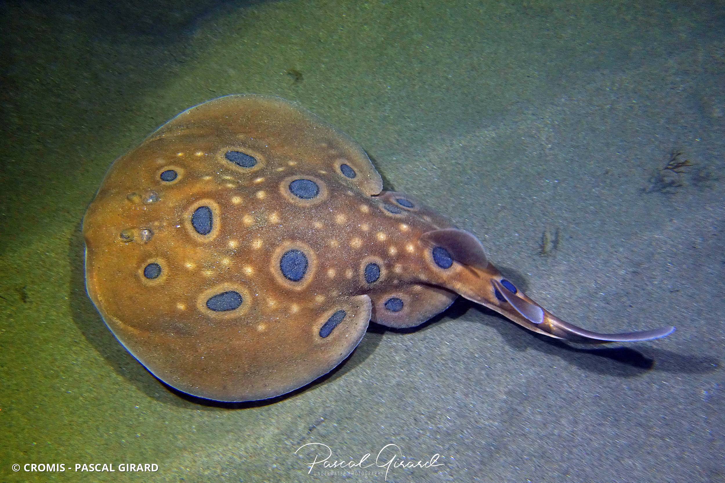 Torpille ocellée