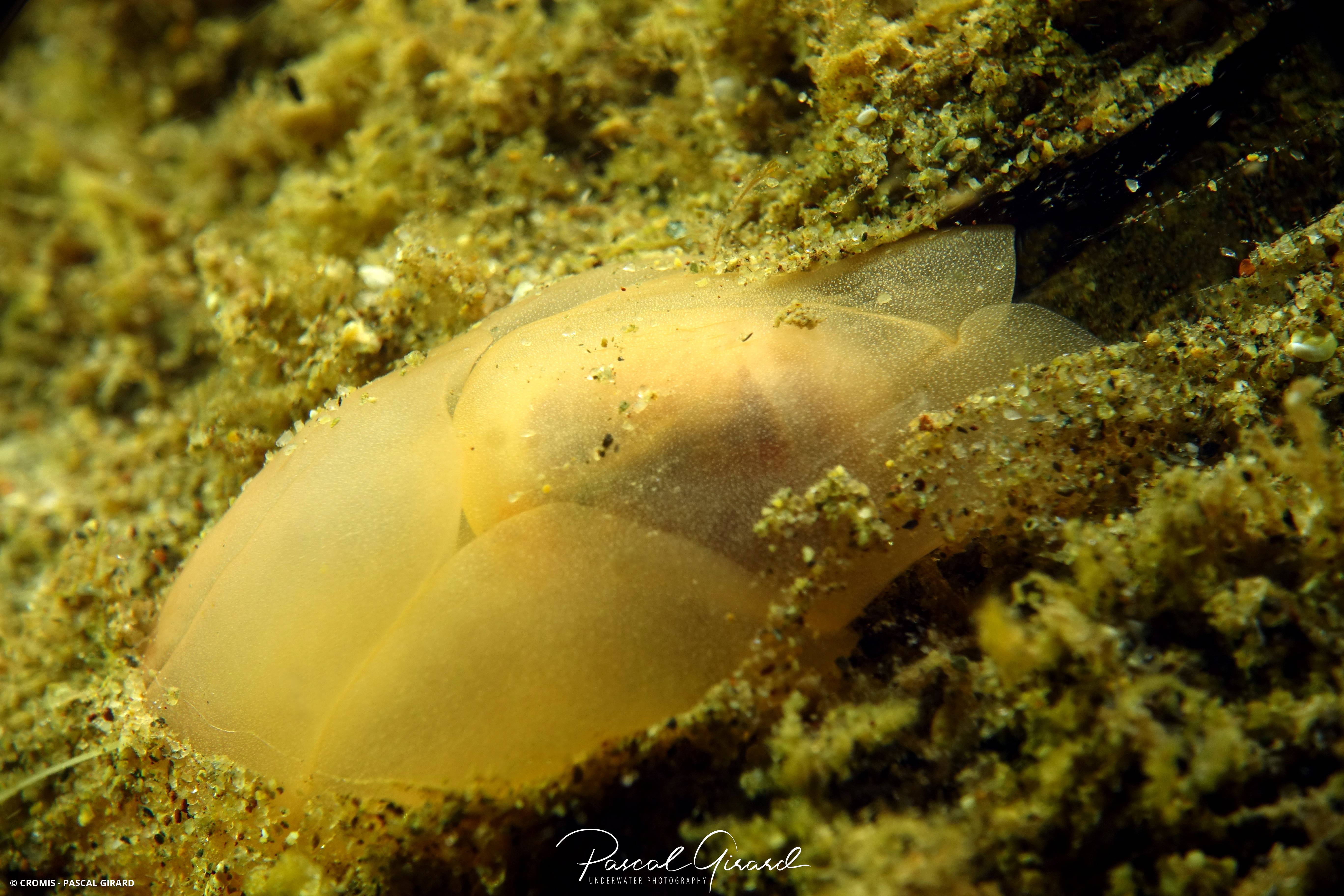 Philine à quatre lobes