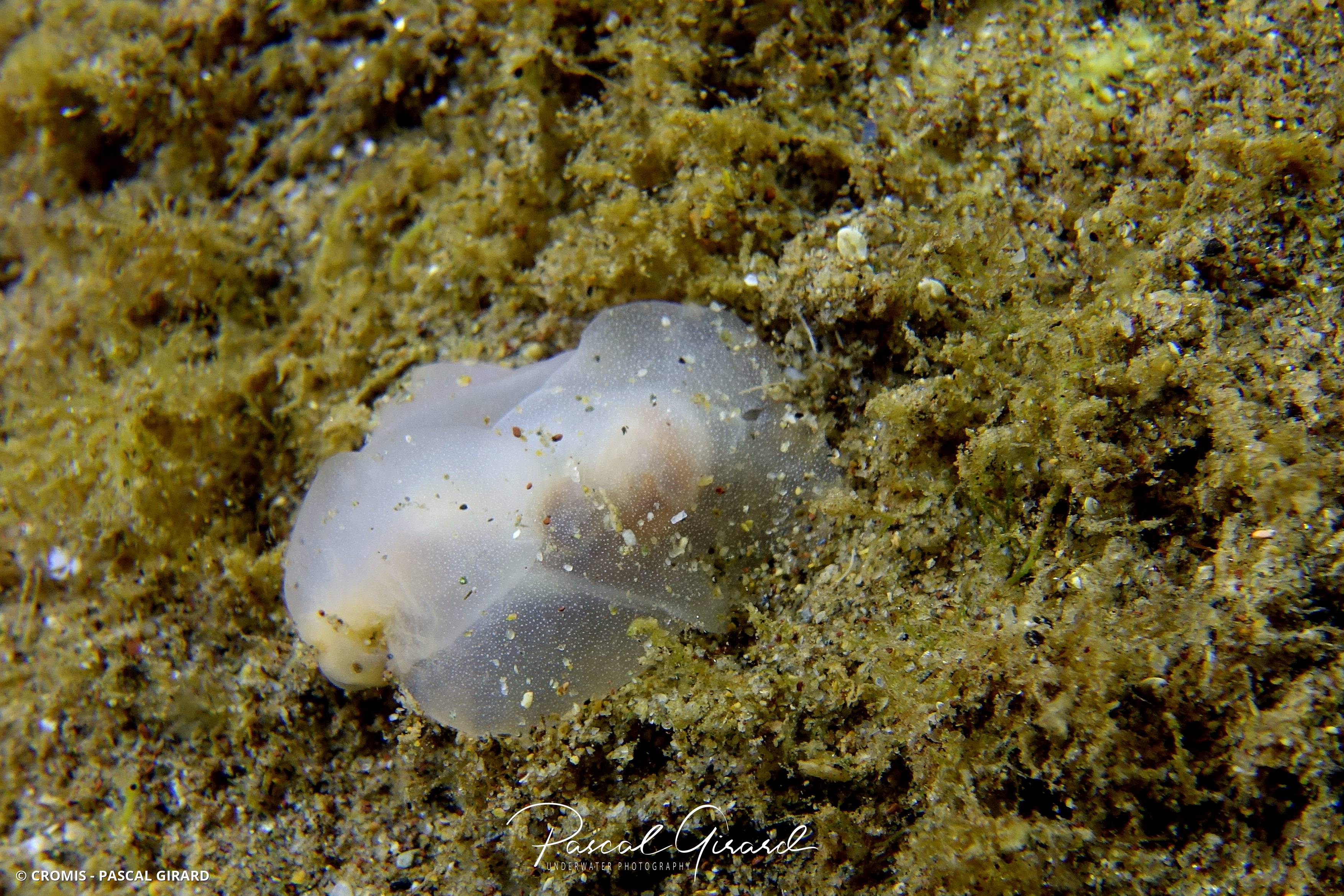 Philine à quatre lobes