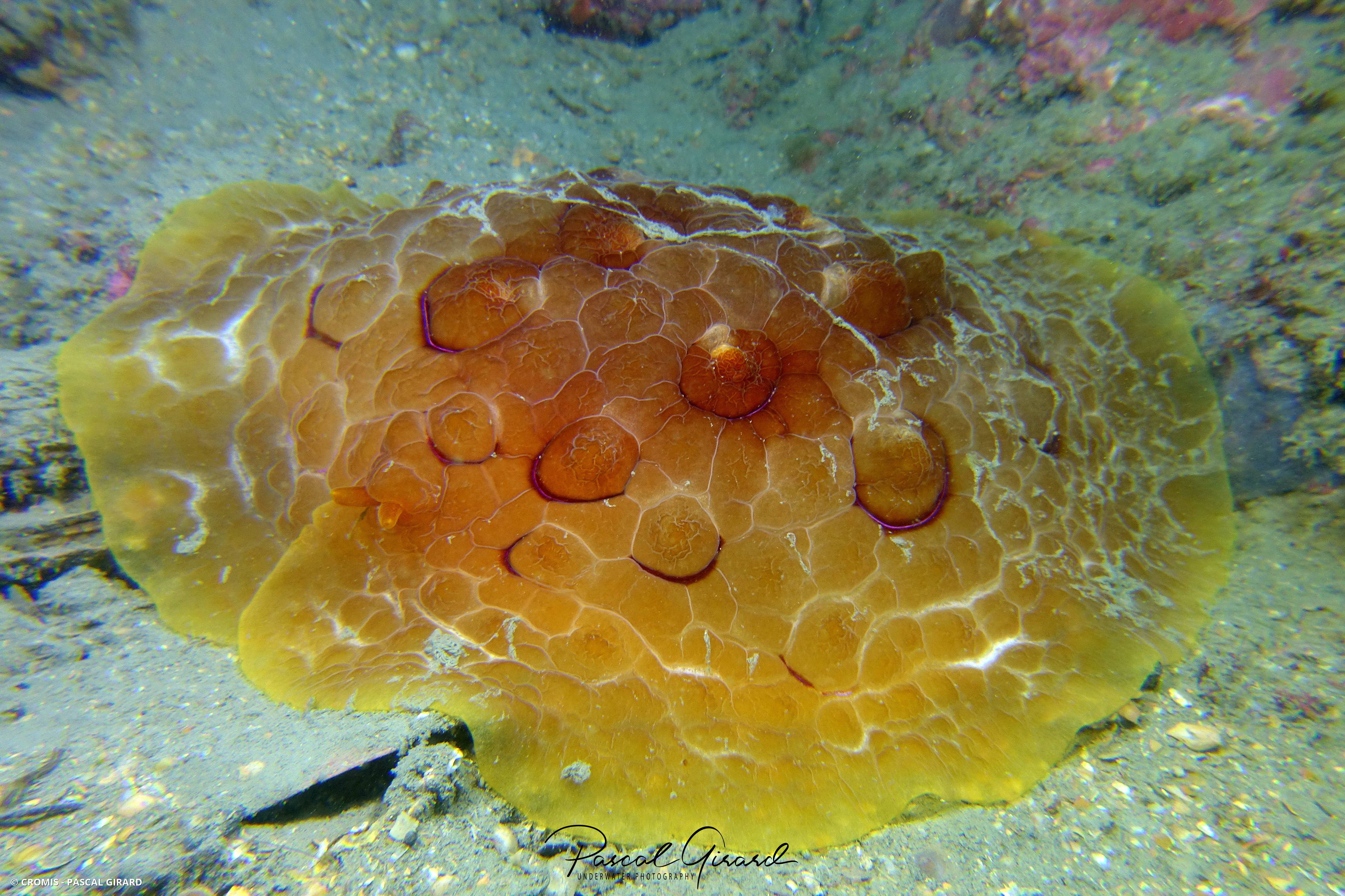 Pleurobranche tortue