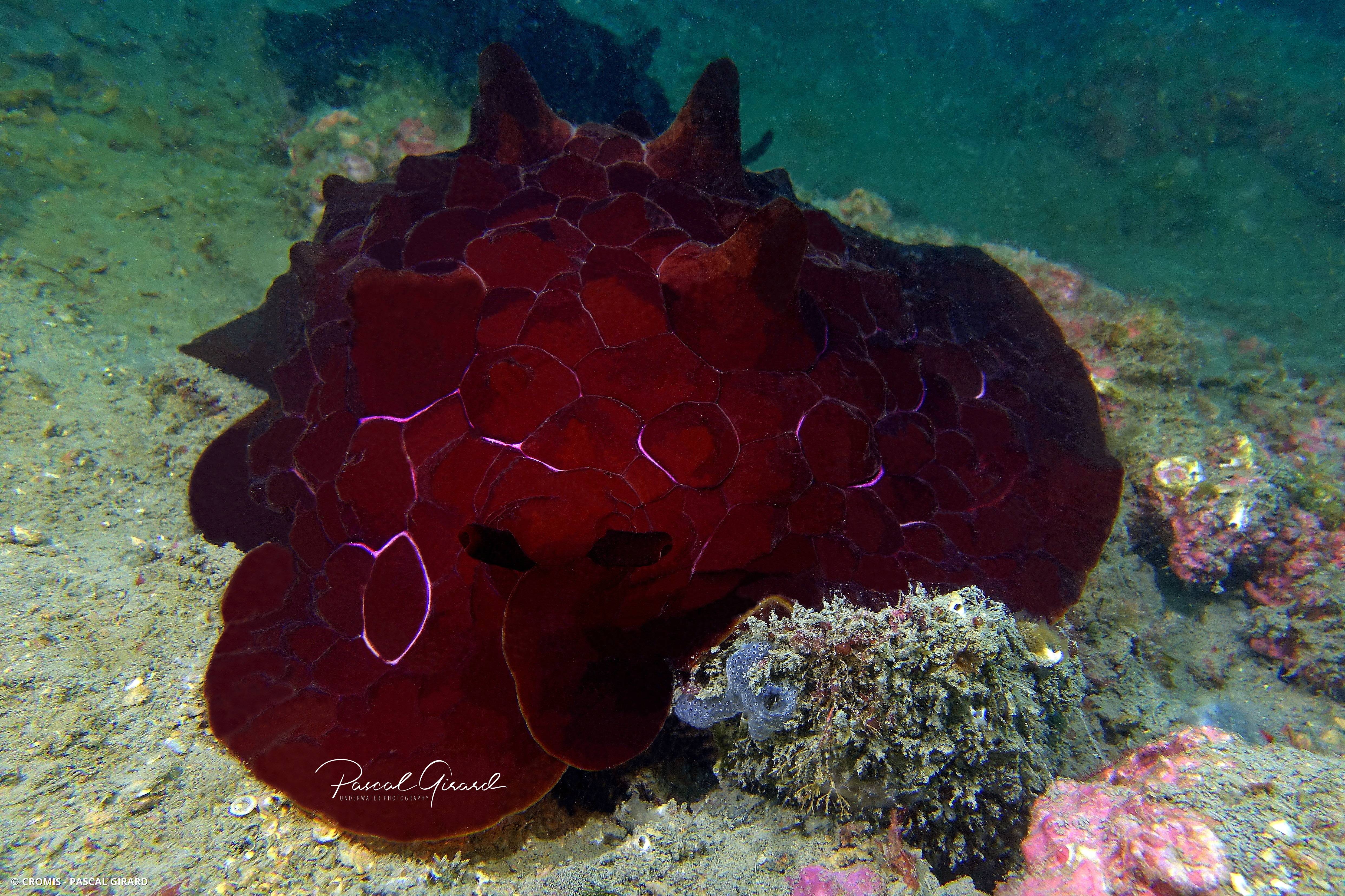 Pleurobranche tortue
