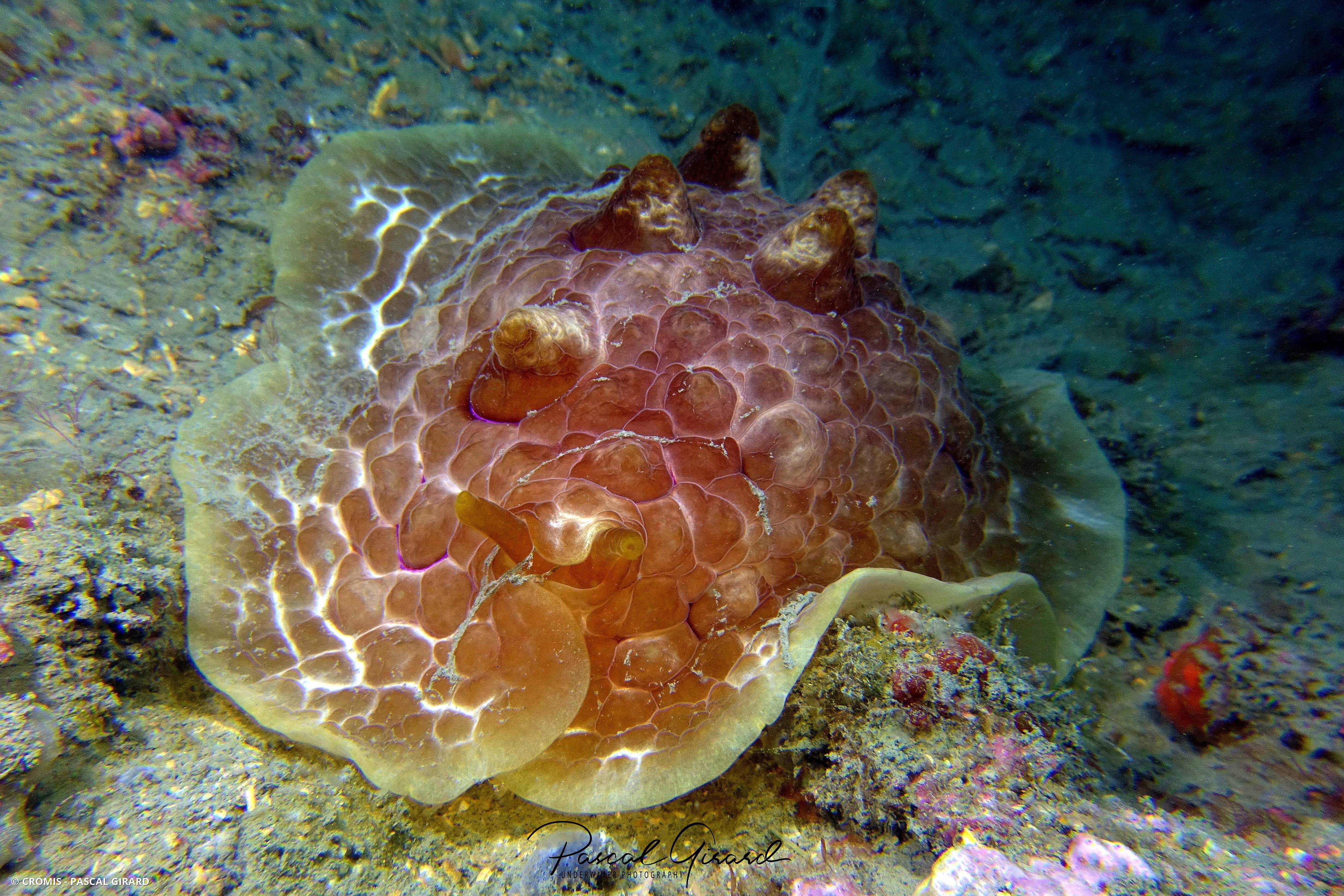Pleurobranche tortue