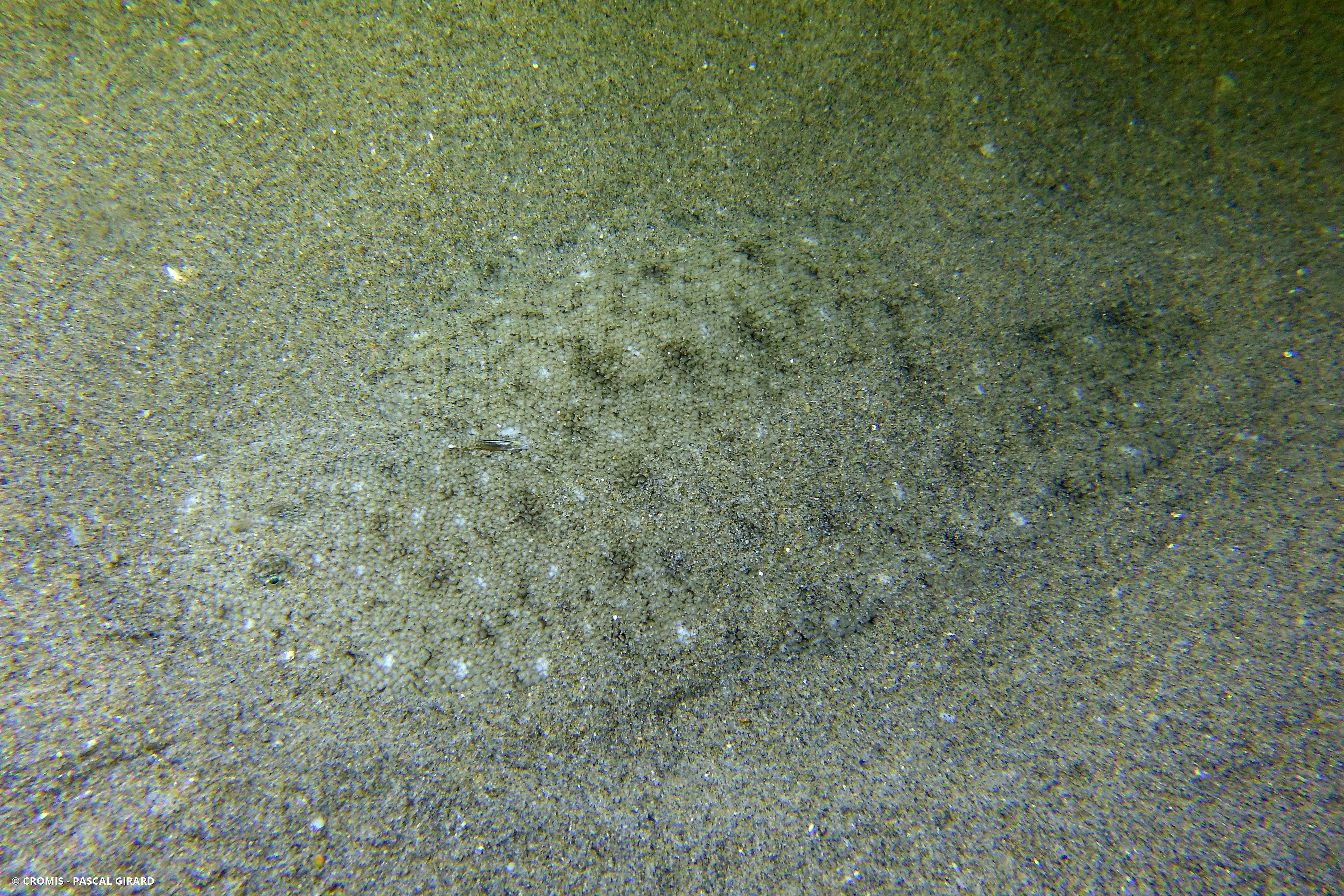 Sole pole sombre