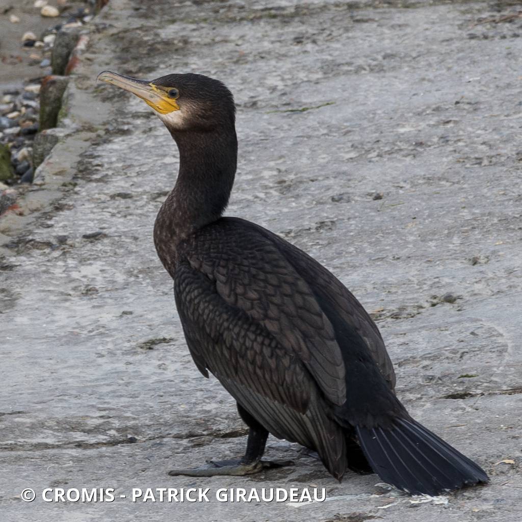 Grand cormoran