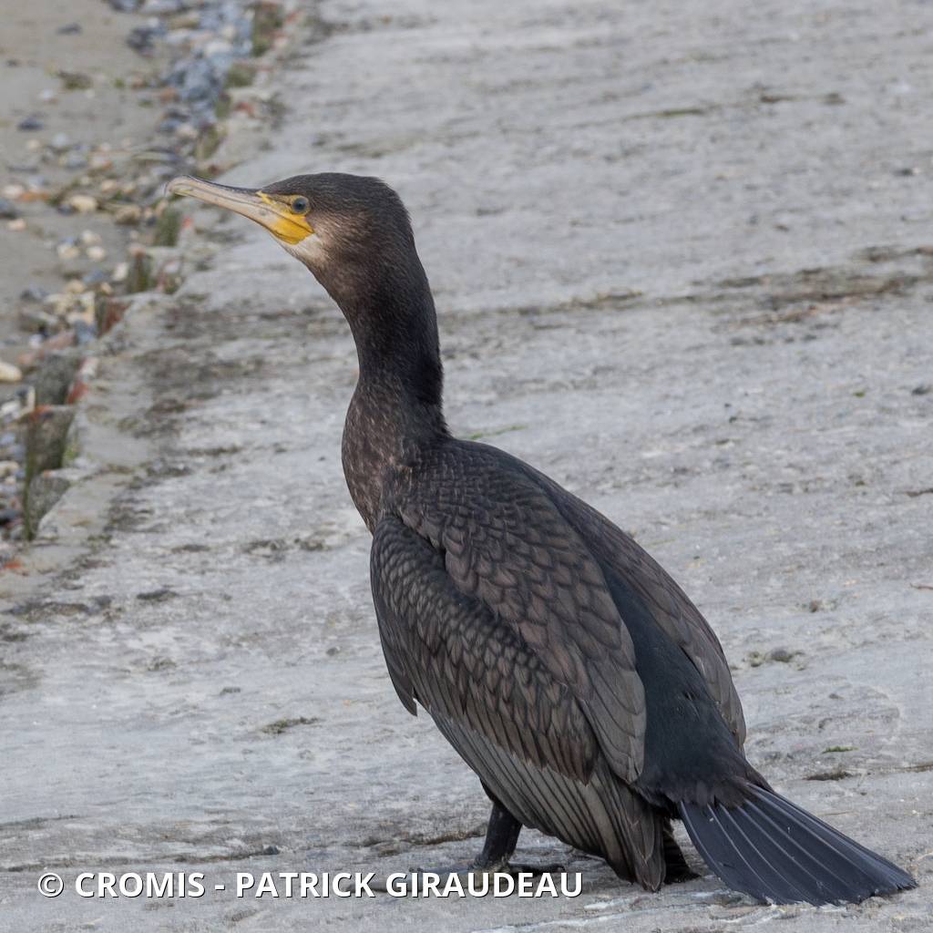 Grand cormoran
