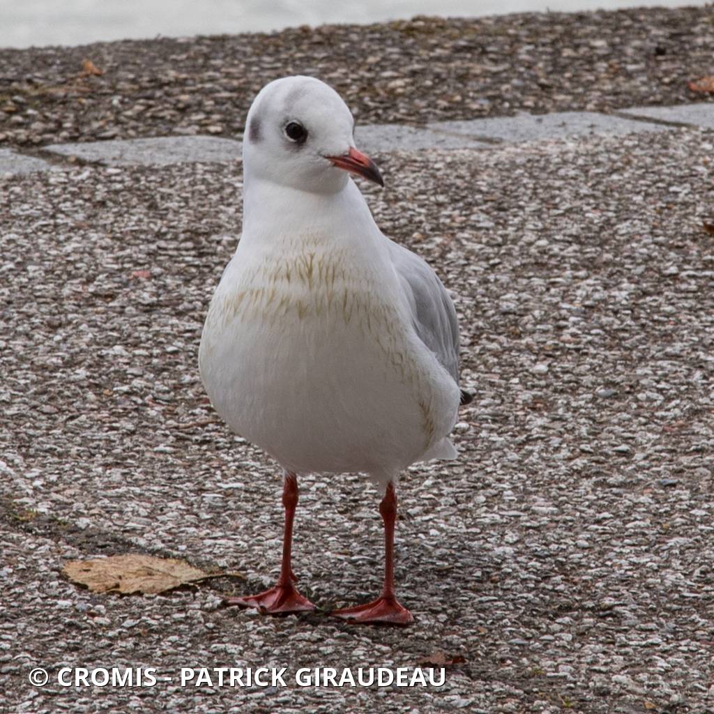 Mouette rieuse