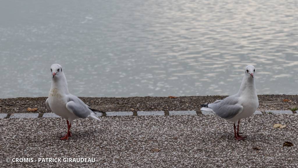 Mouette rieuse