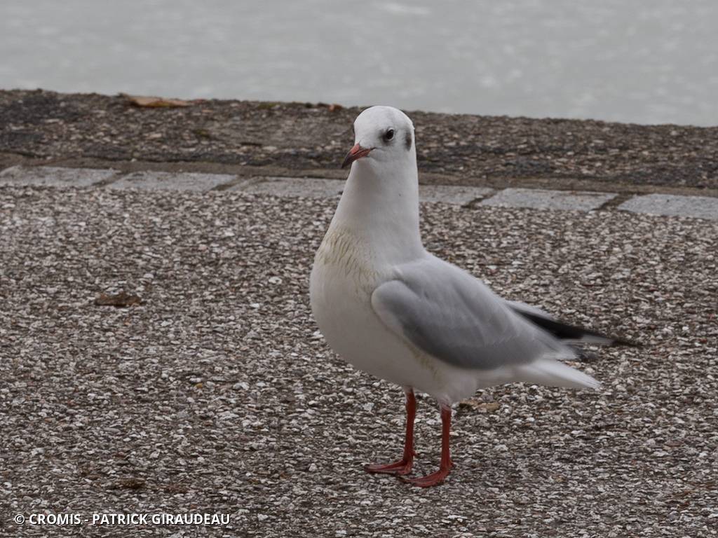 Mouette rieuse