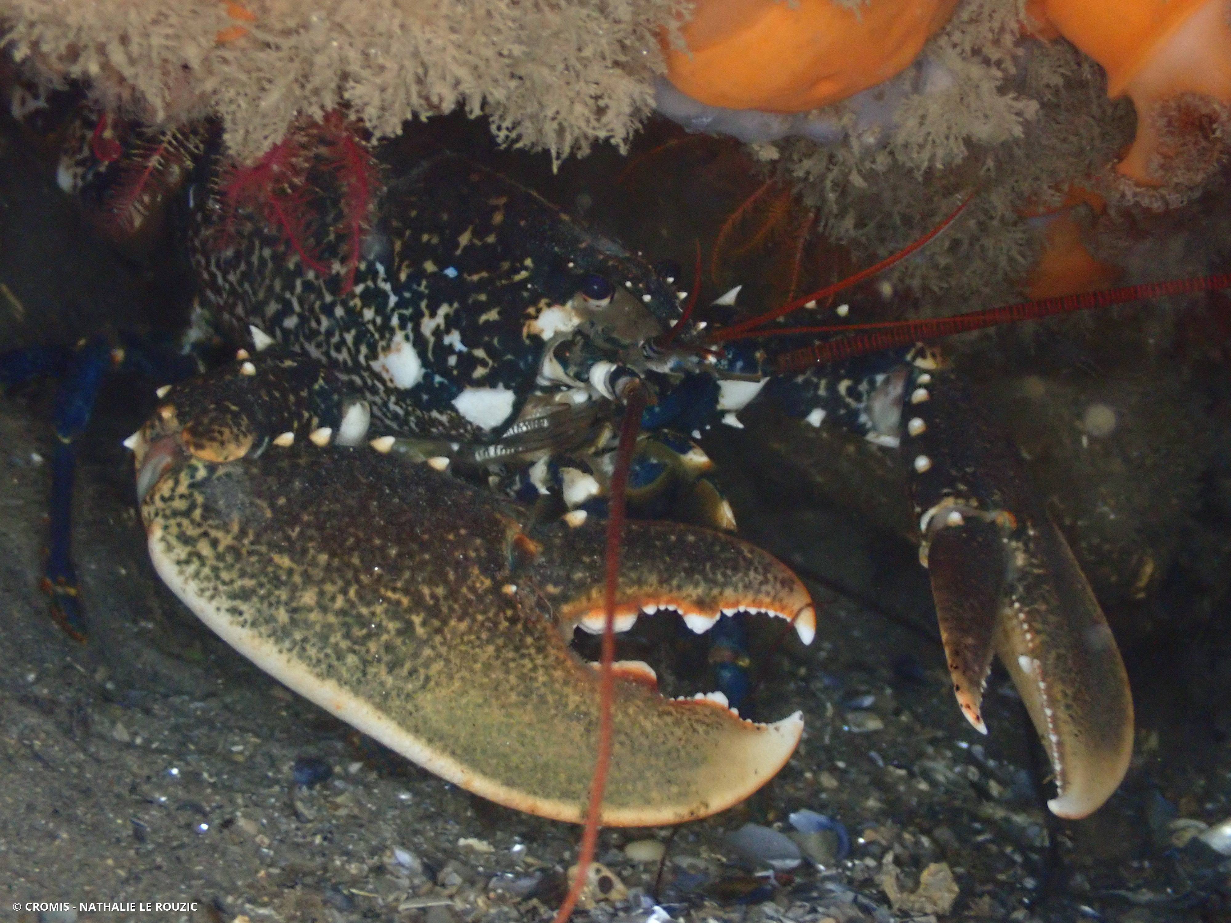 Homard européen