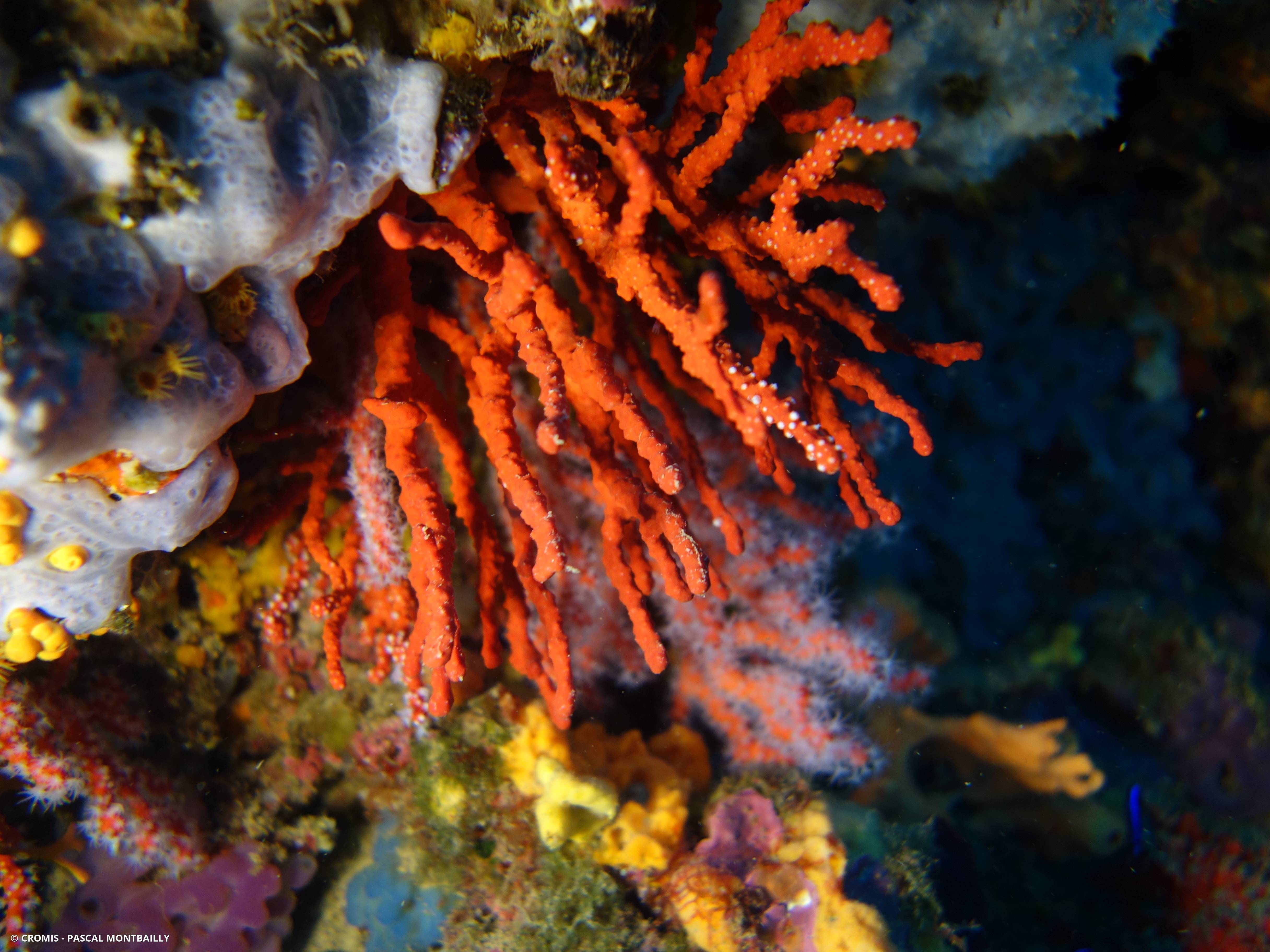 Corail rouge de Méditerranée