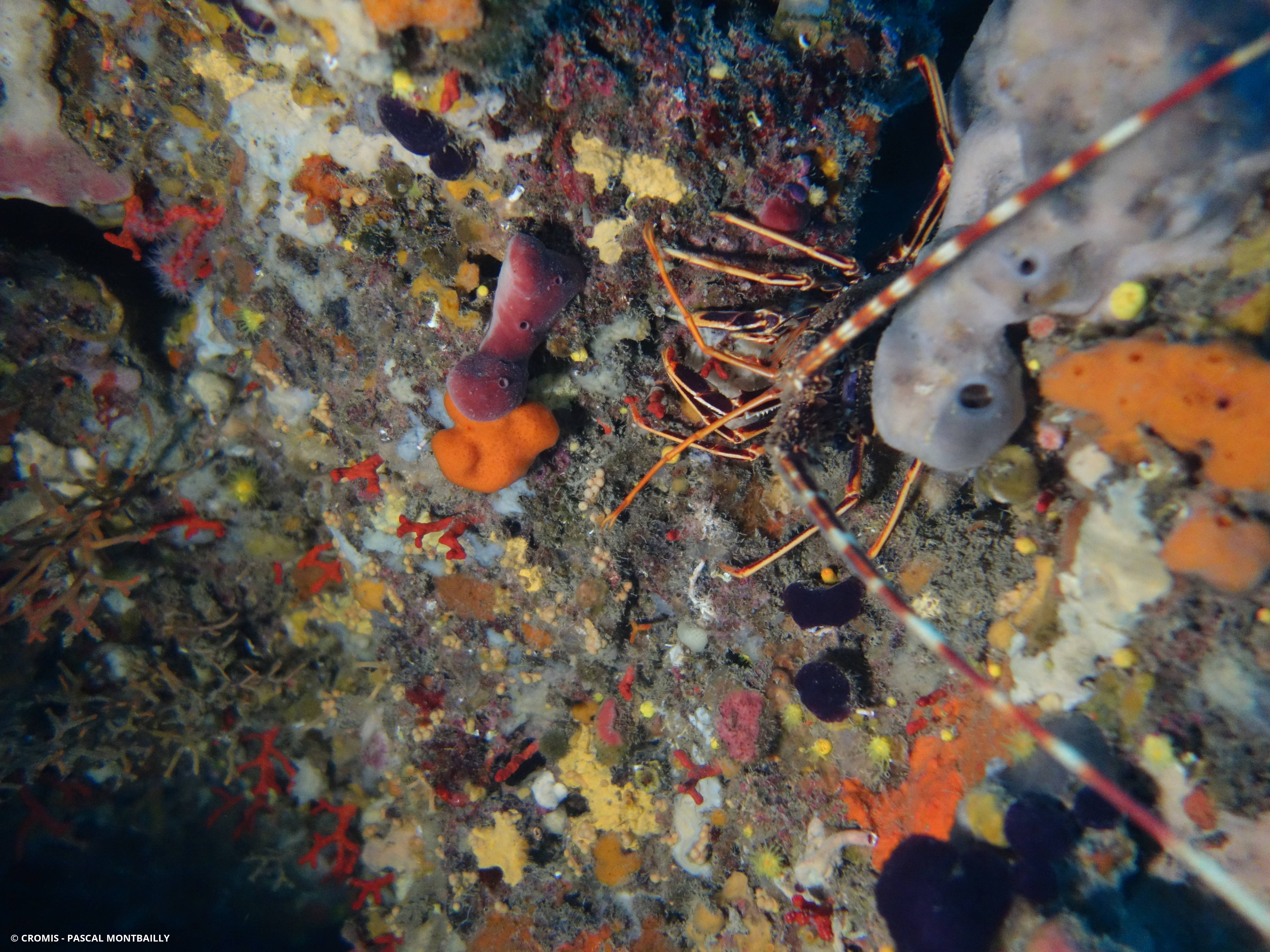 Langouste rouge