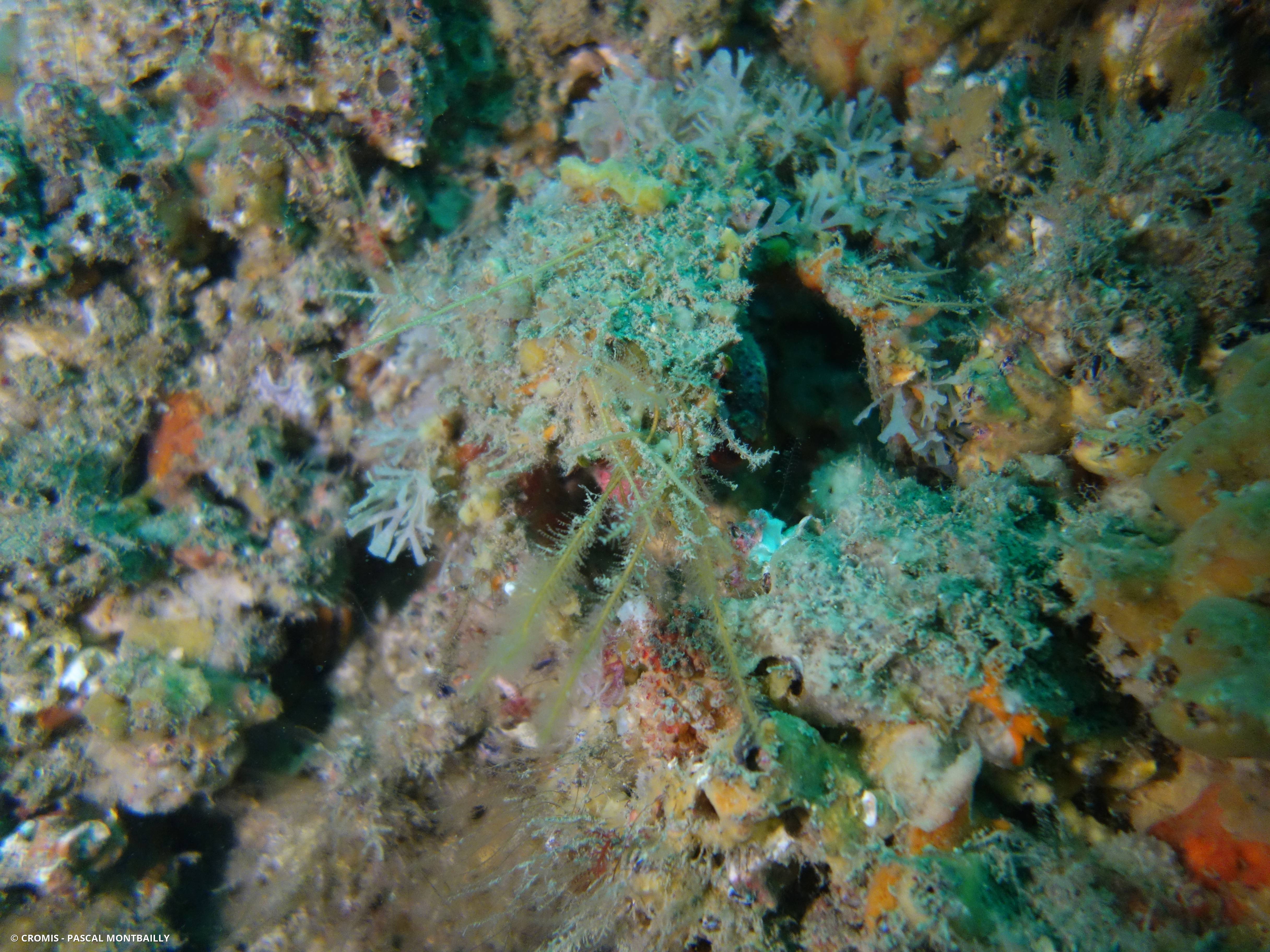 Araignée de mer Atlantique