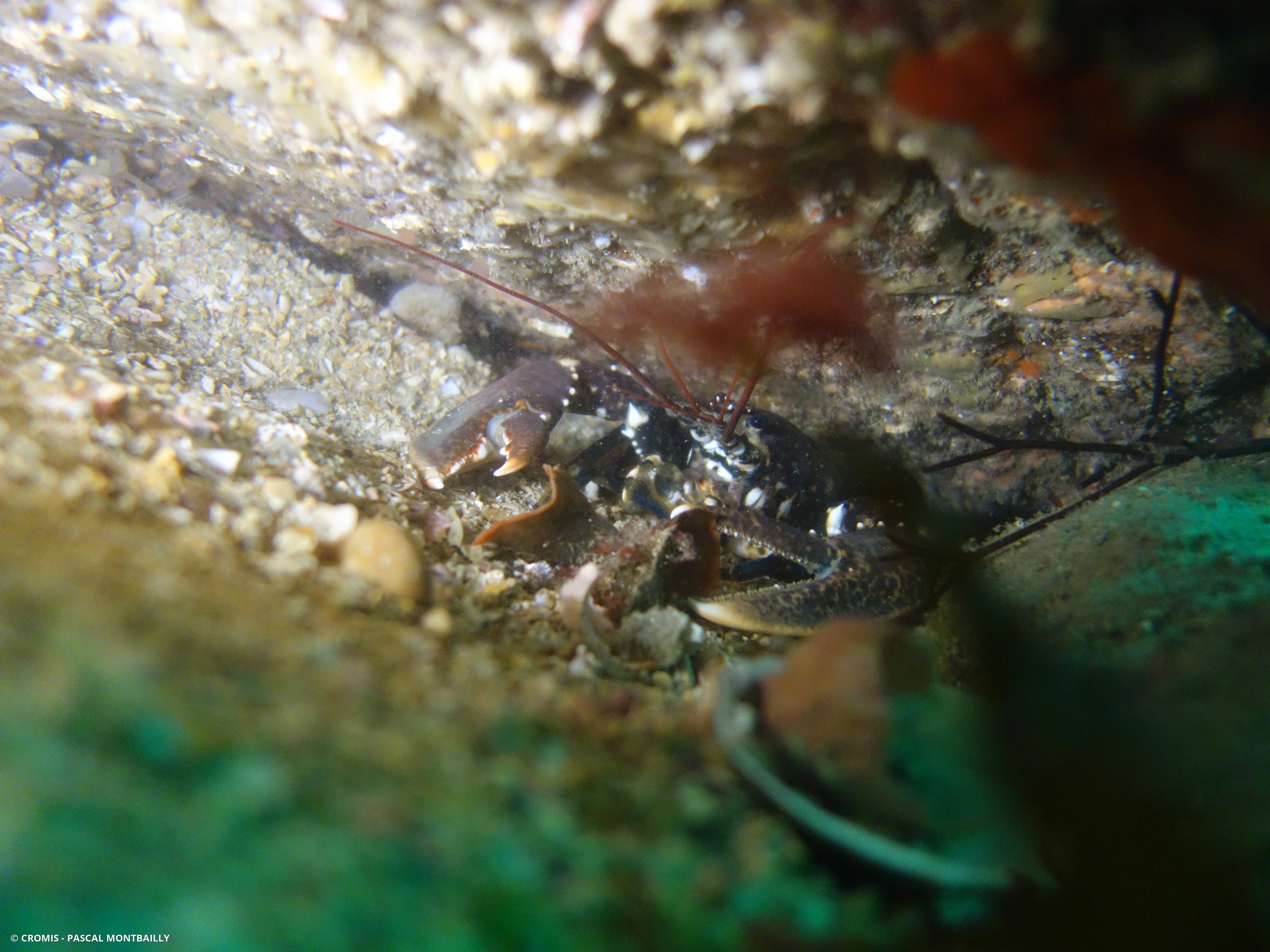 Homard européen