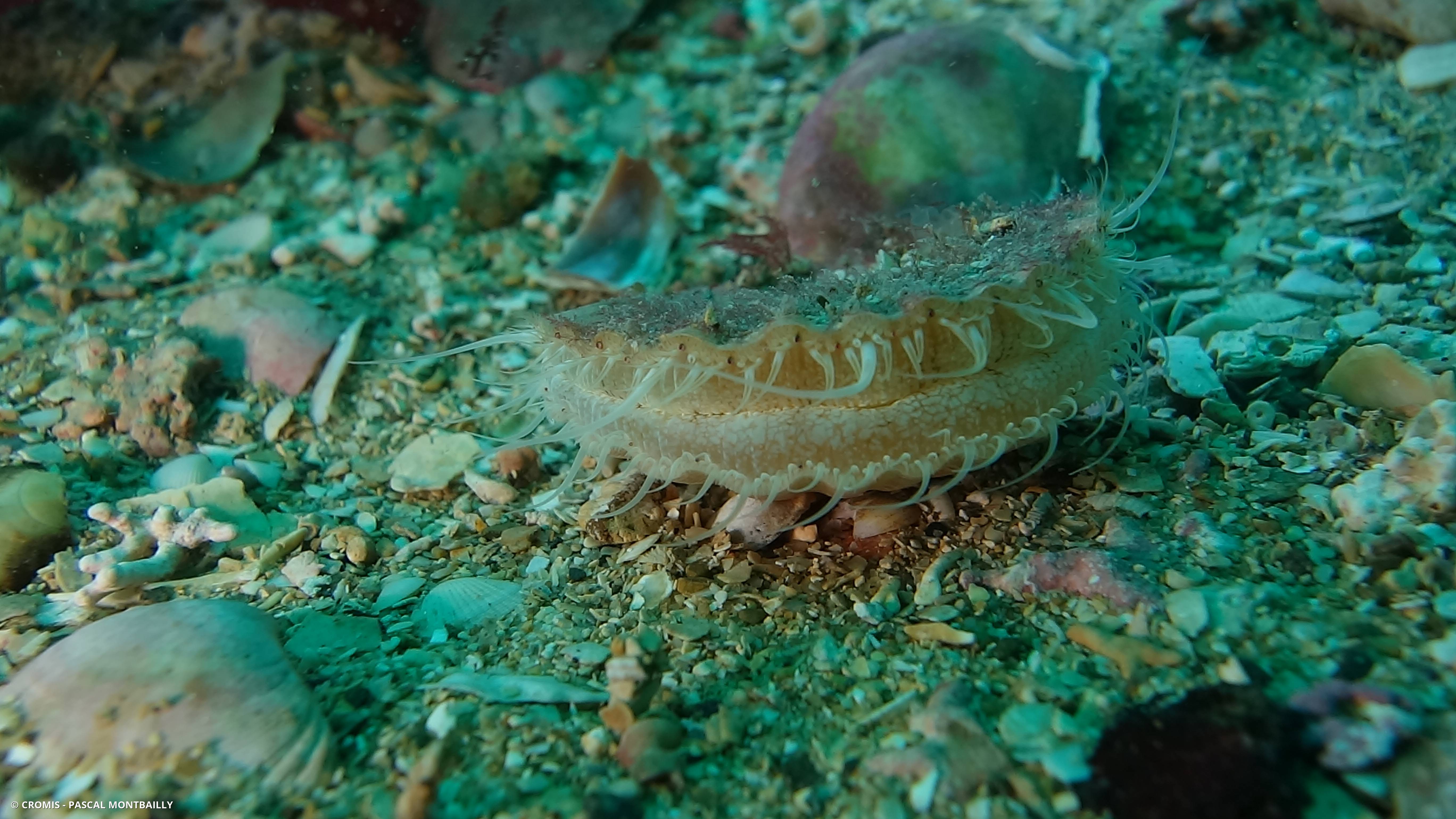 Coquille Saint-Jacques de l'Atlantique