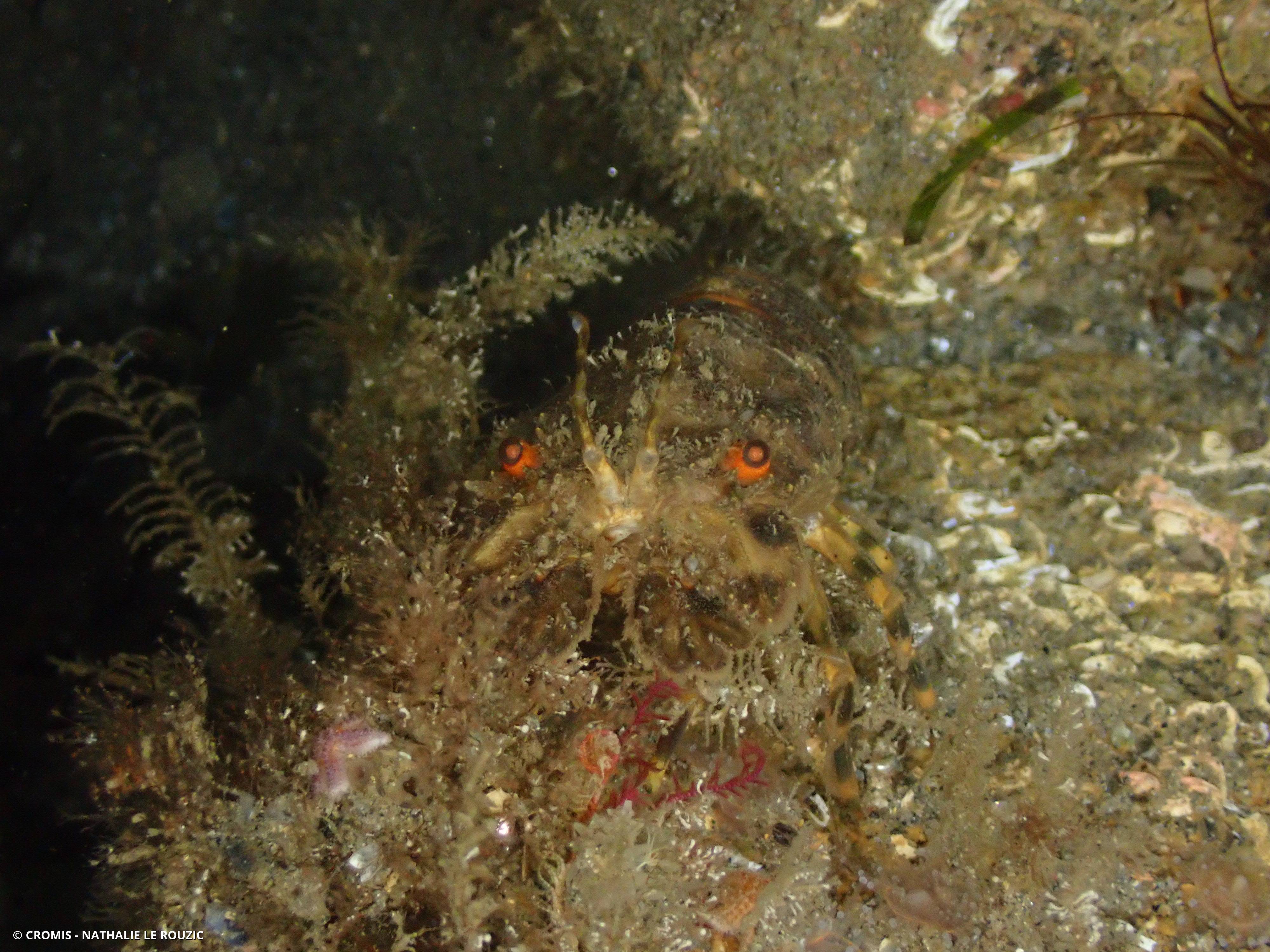 Petite cigale de mer