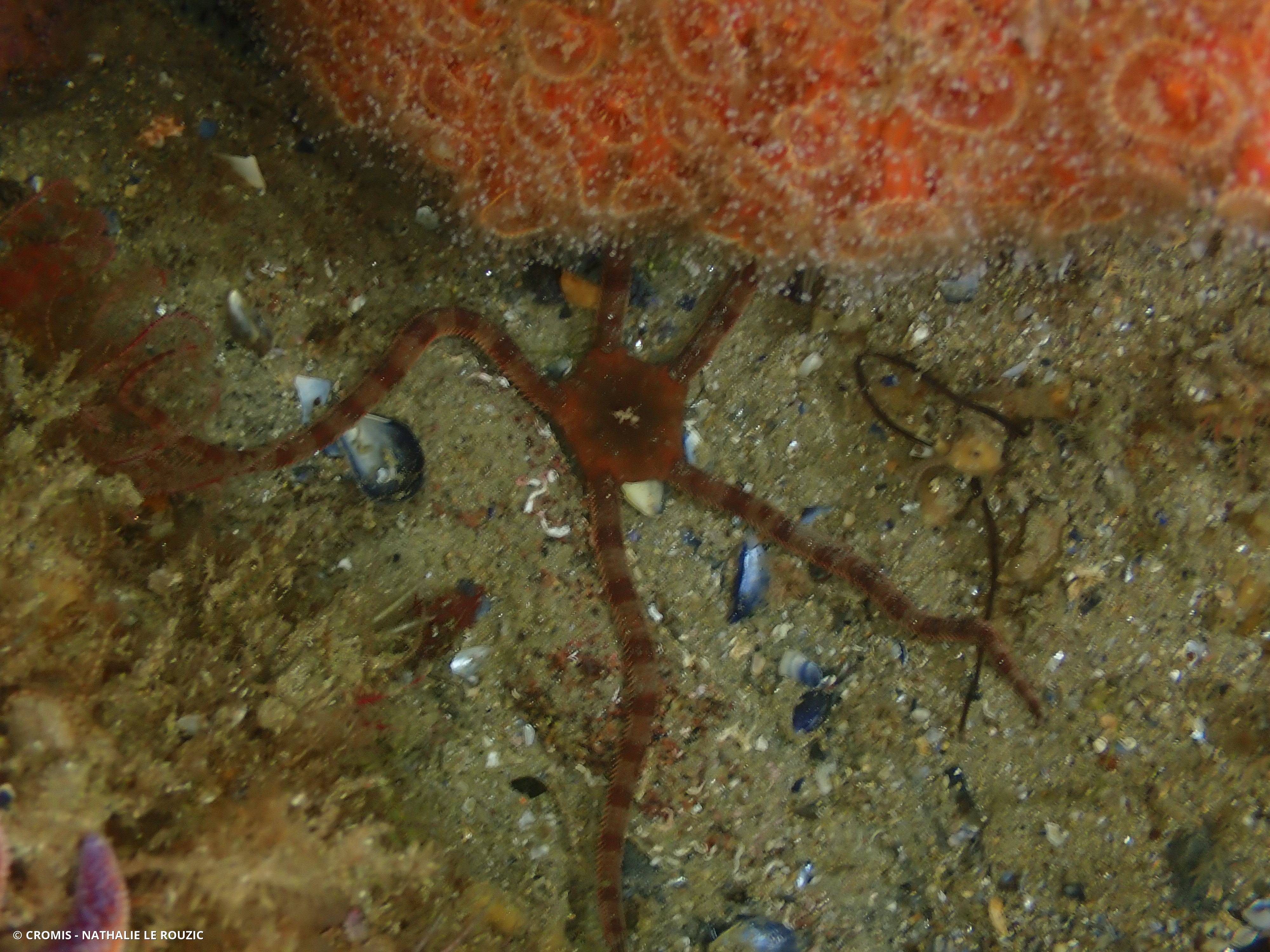 Ophiure lisse