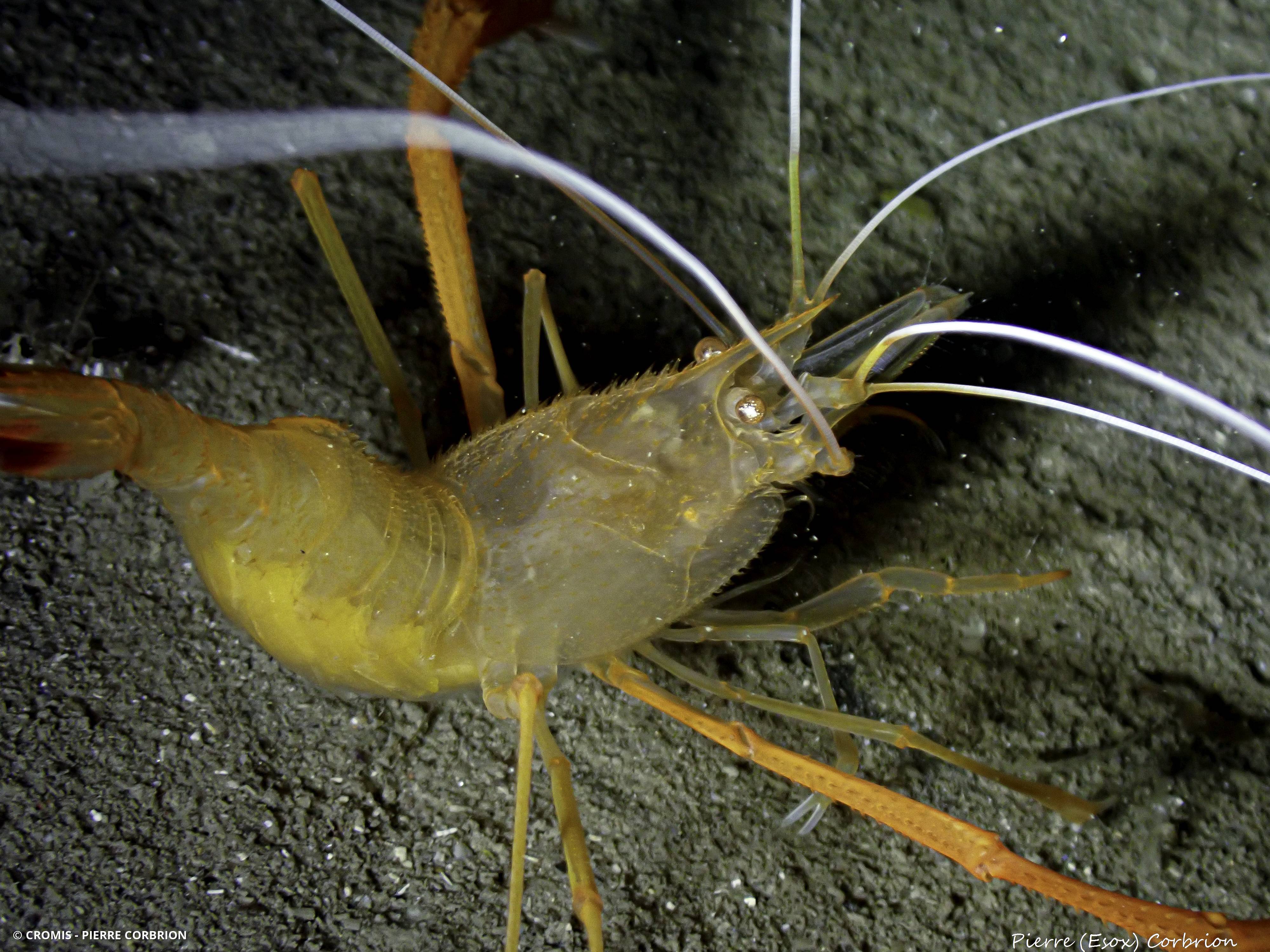 Crevette cavernicole jaune