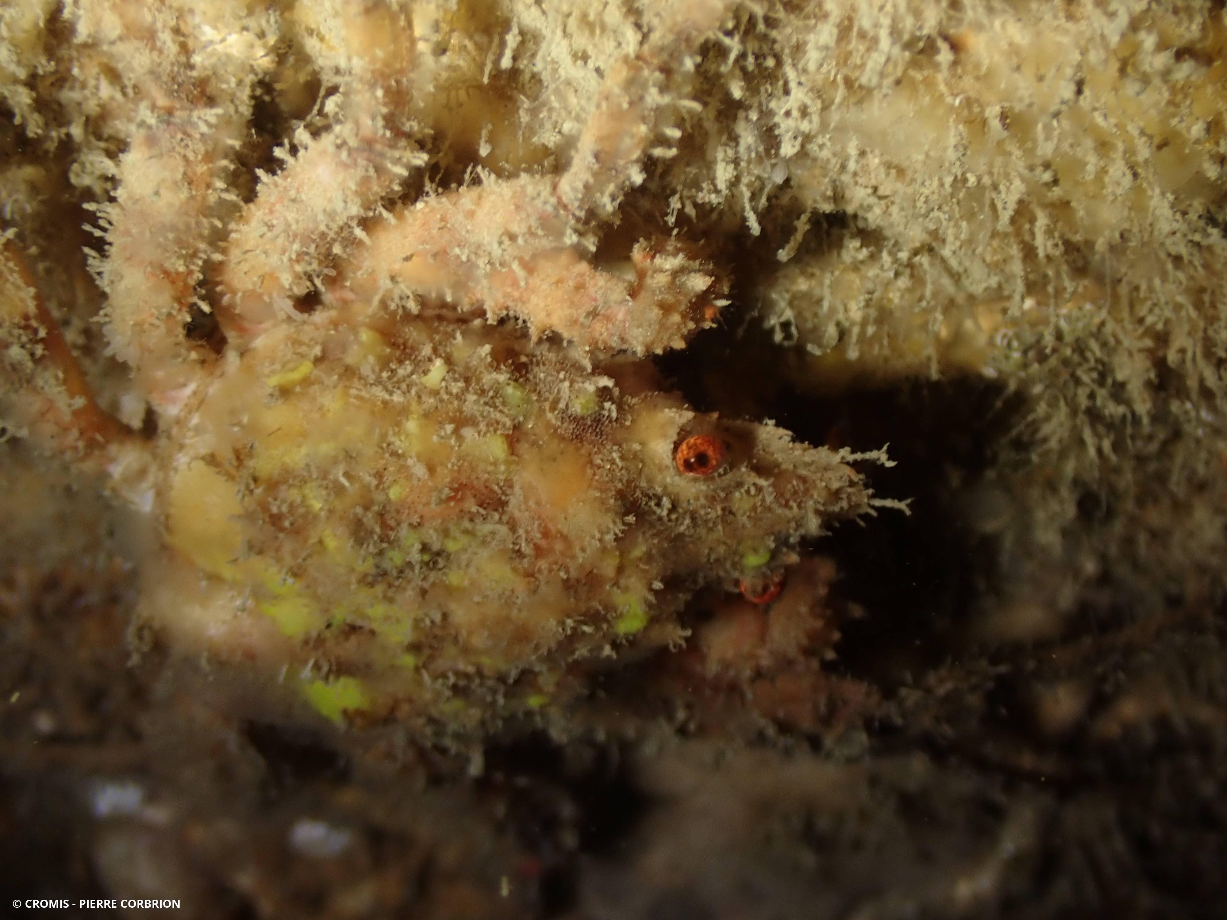 Araignée de mer ridée