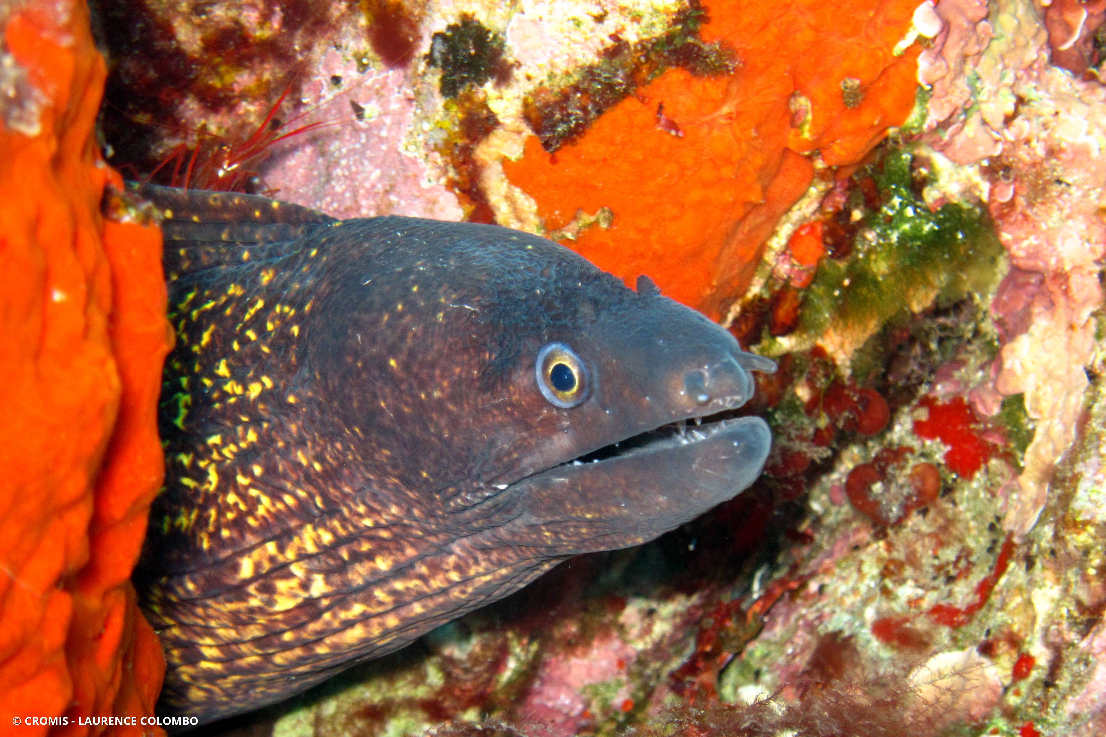 Crevette nettoyeuse rouge