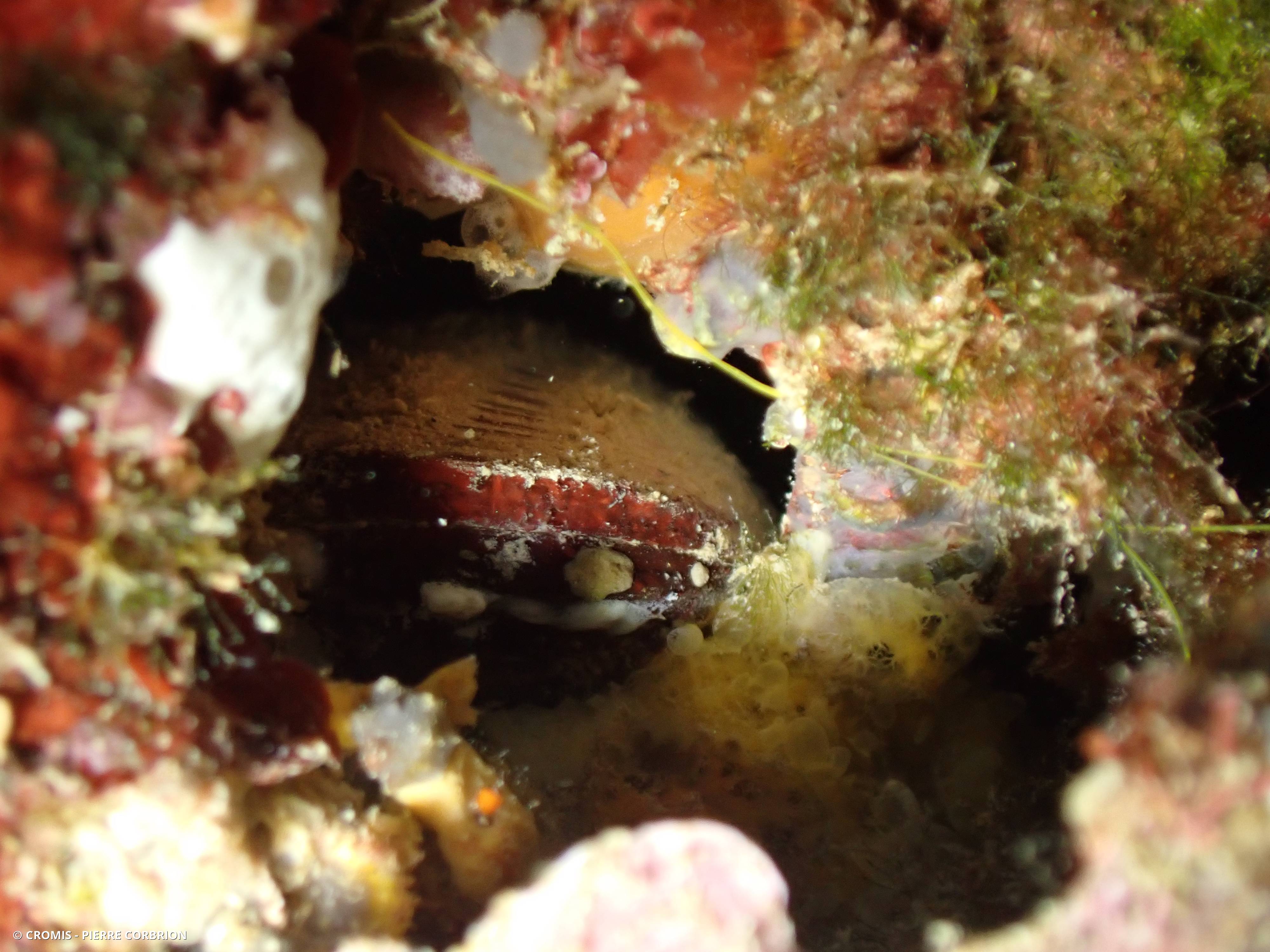 Datte de mer