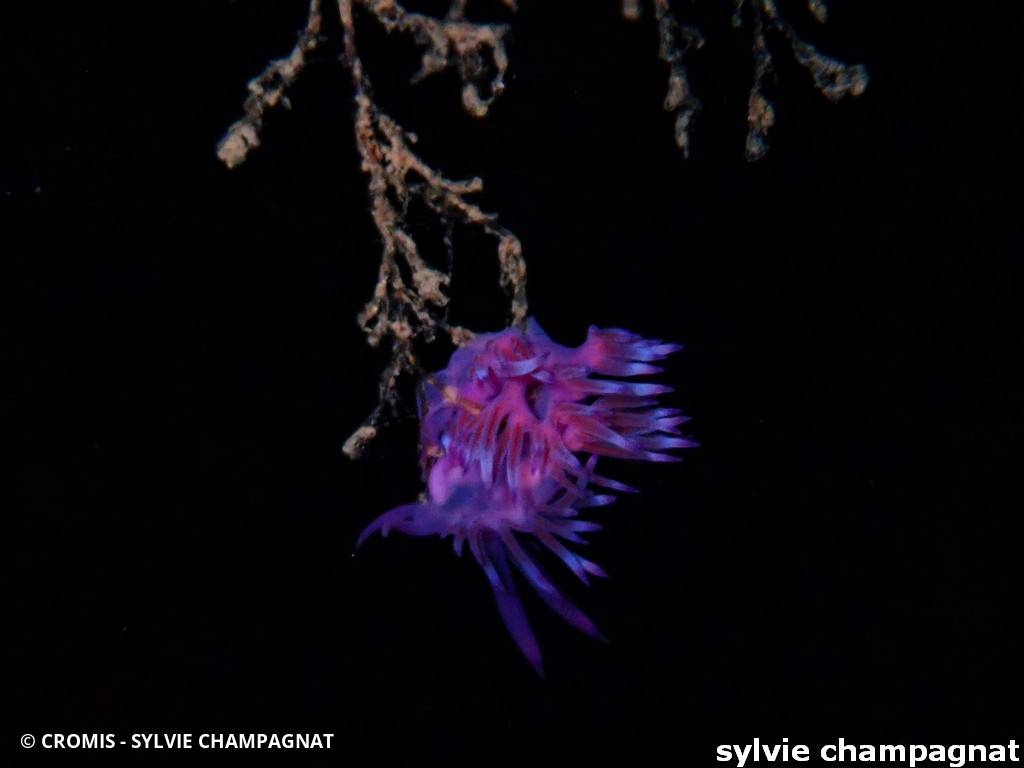Flabelline mauve