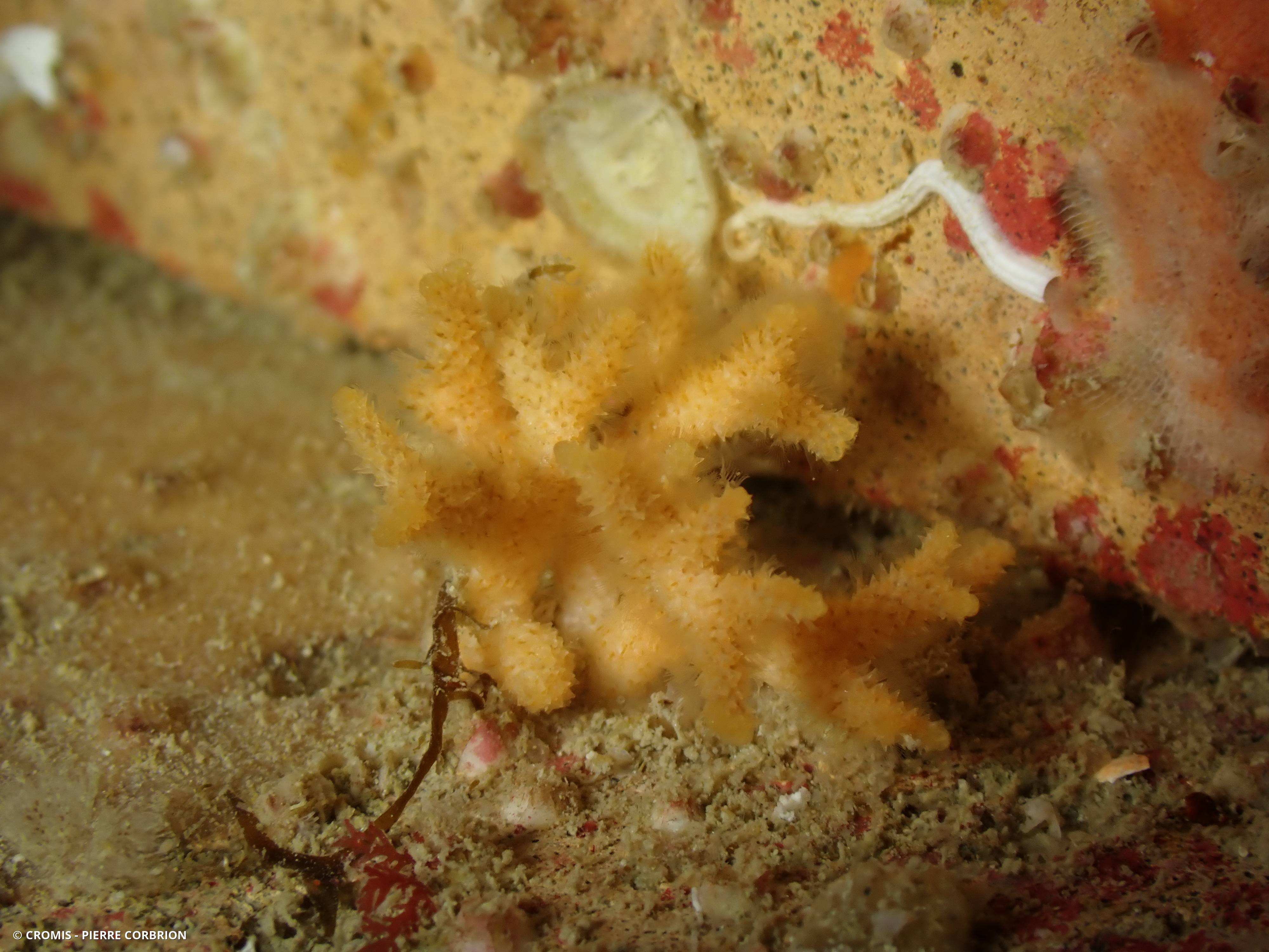 Petites cornes de cerf