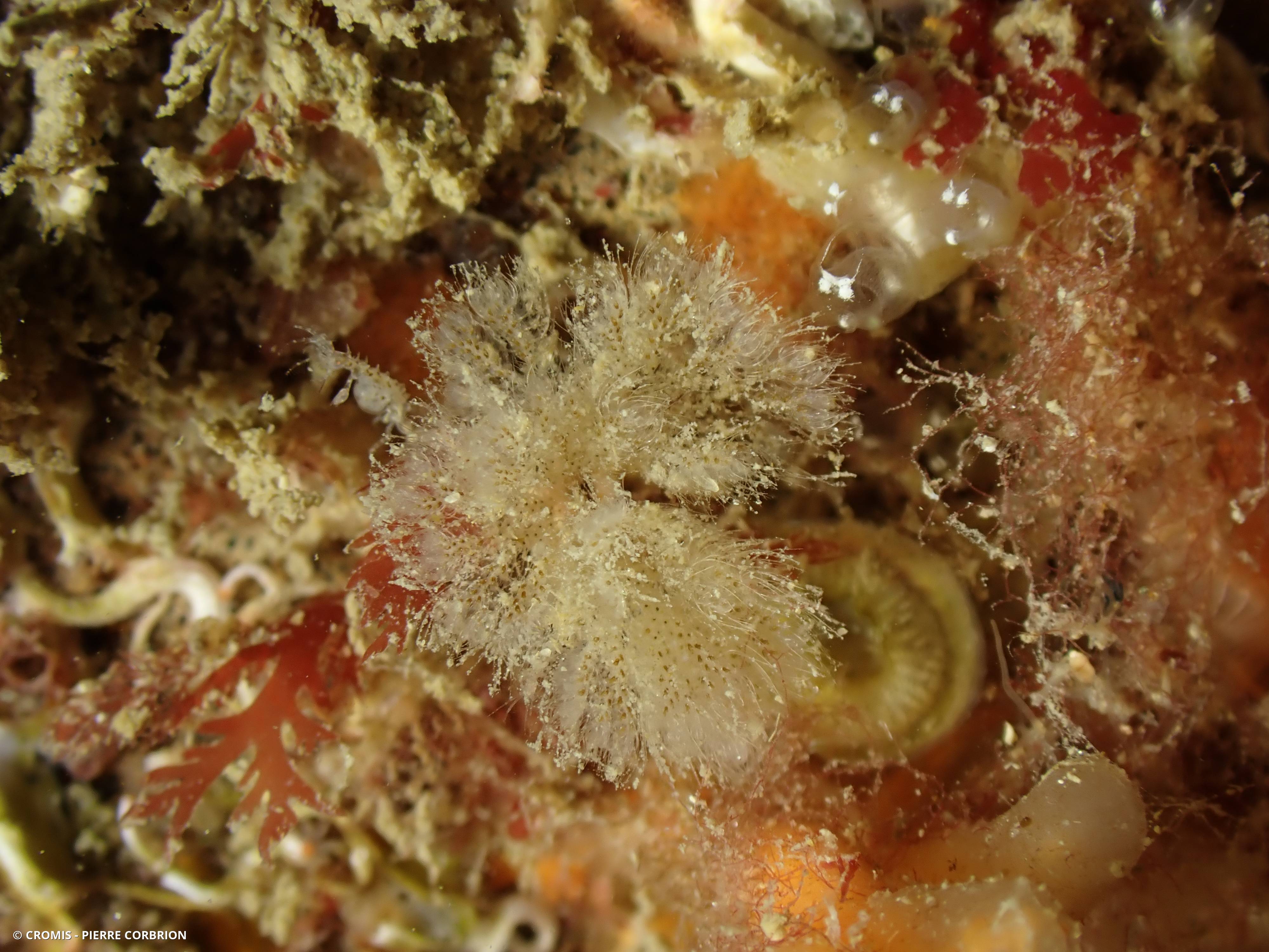 Bryozoaire flocon blanc