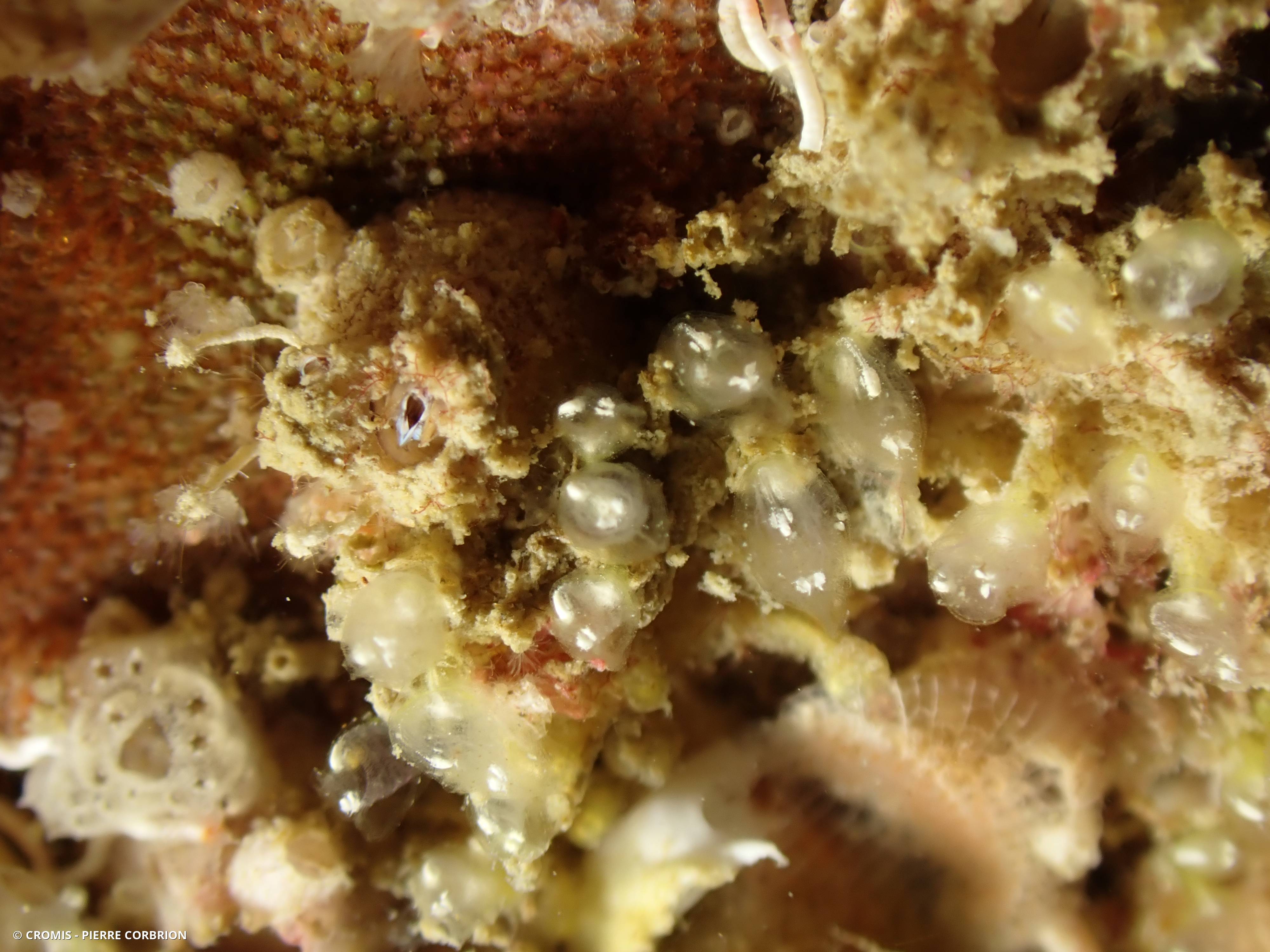 Ascidiole néon