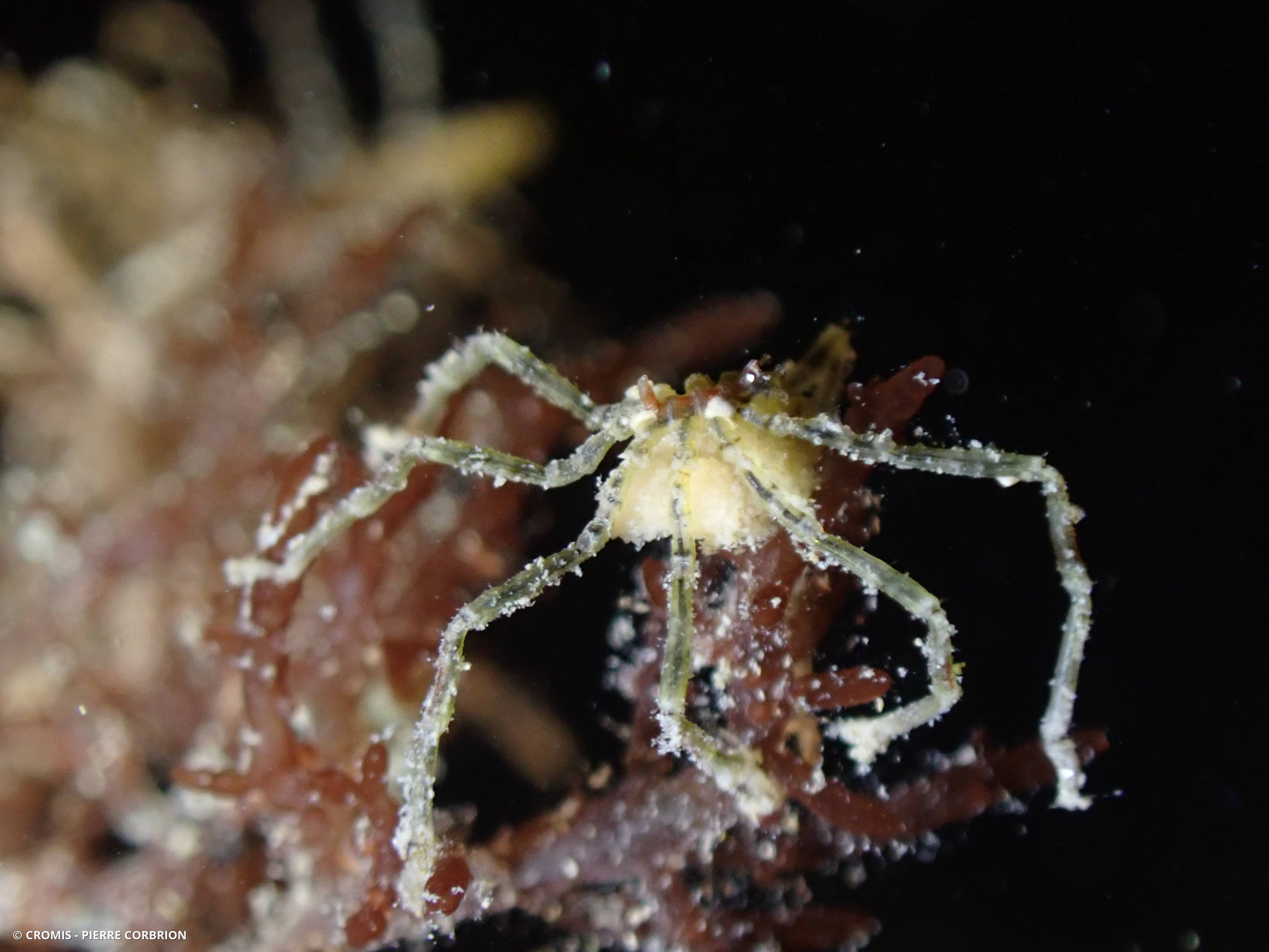 Araignée à bande brune du Pacifique