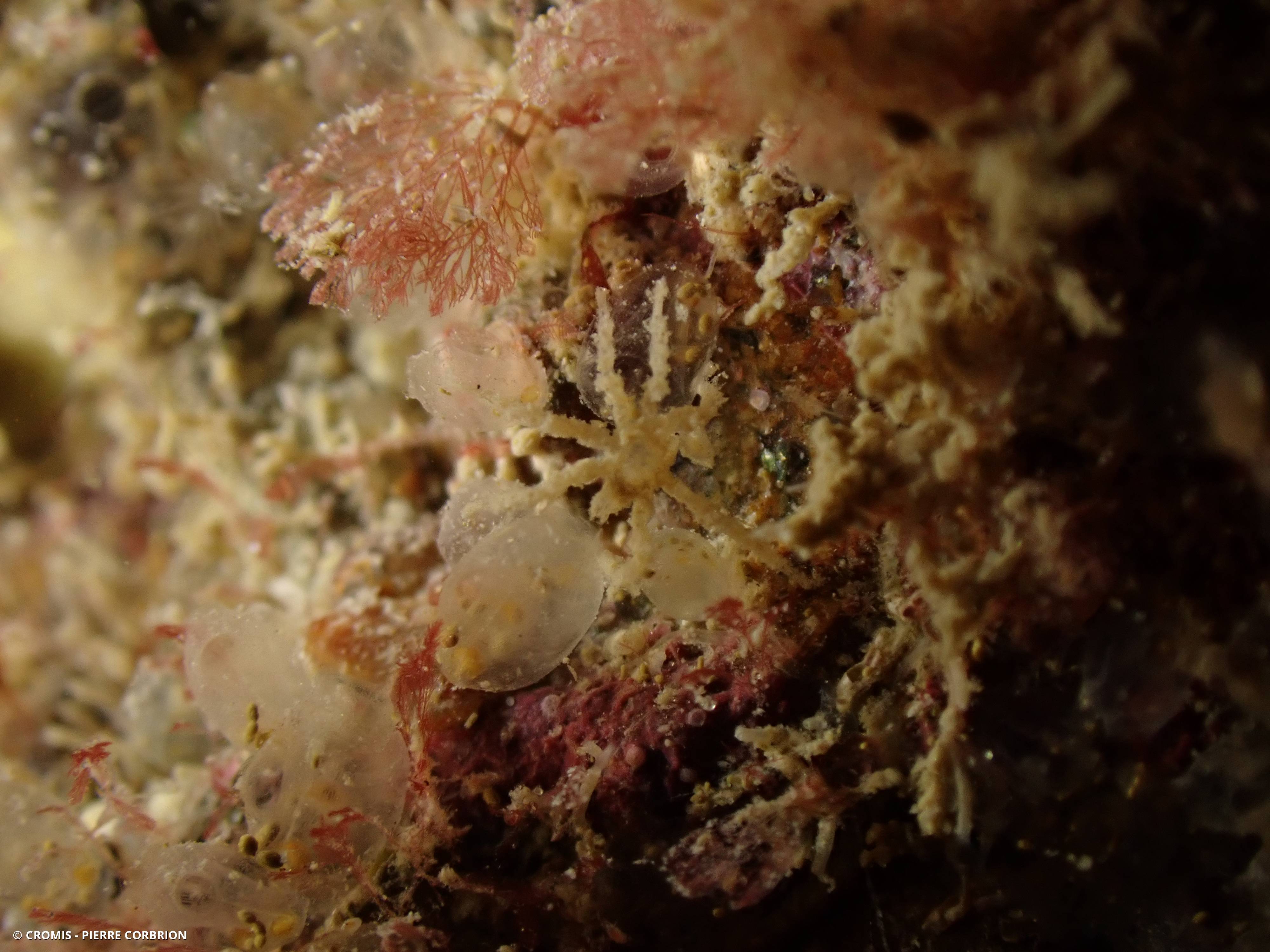 Achelia echinata
