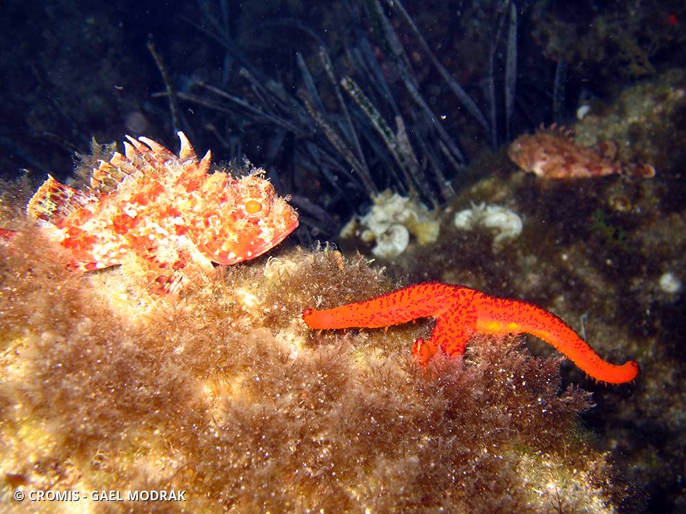 Petite rascasse rouge