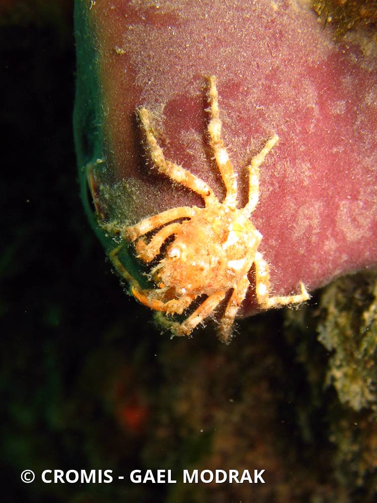Araignée de mer ridée