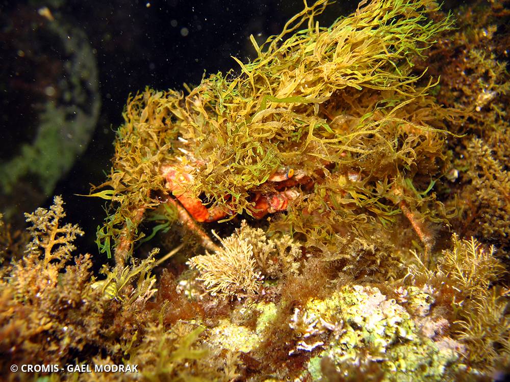Petite araignée de mer
